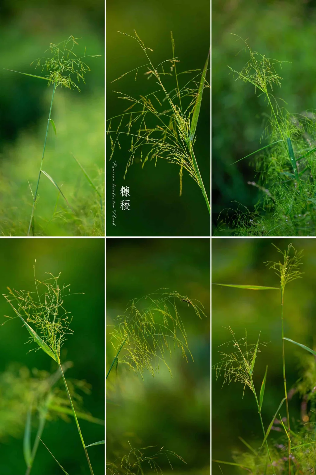 糠稷|秋天的草