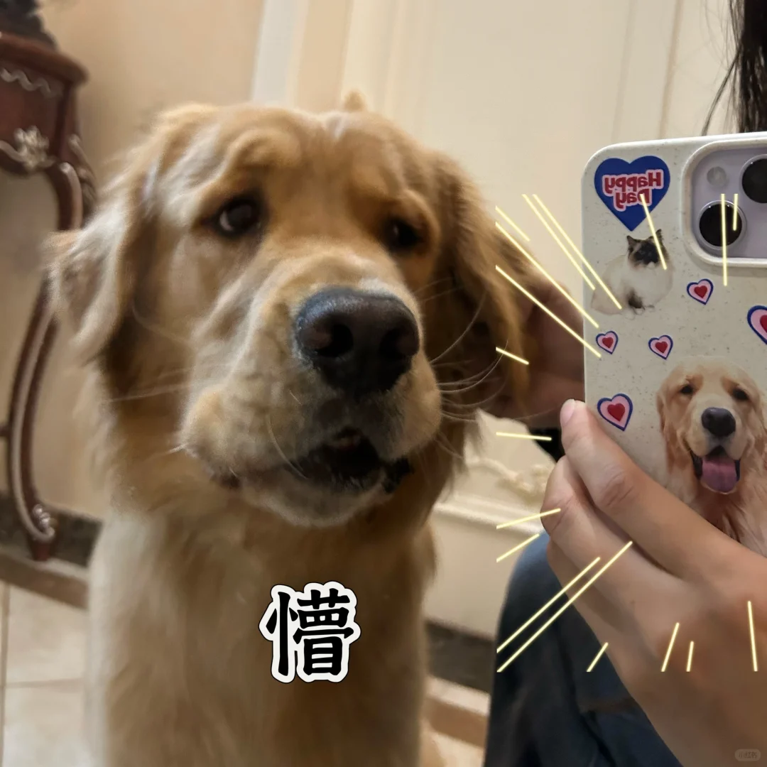 财：这是我本狗吗 麻麻酱你是不是给我美颜了