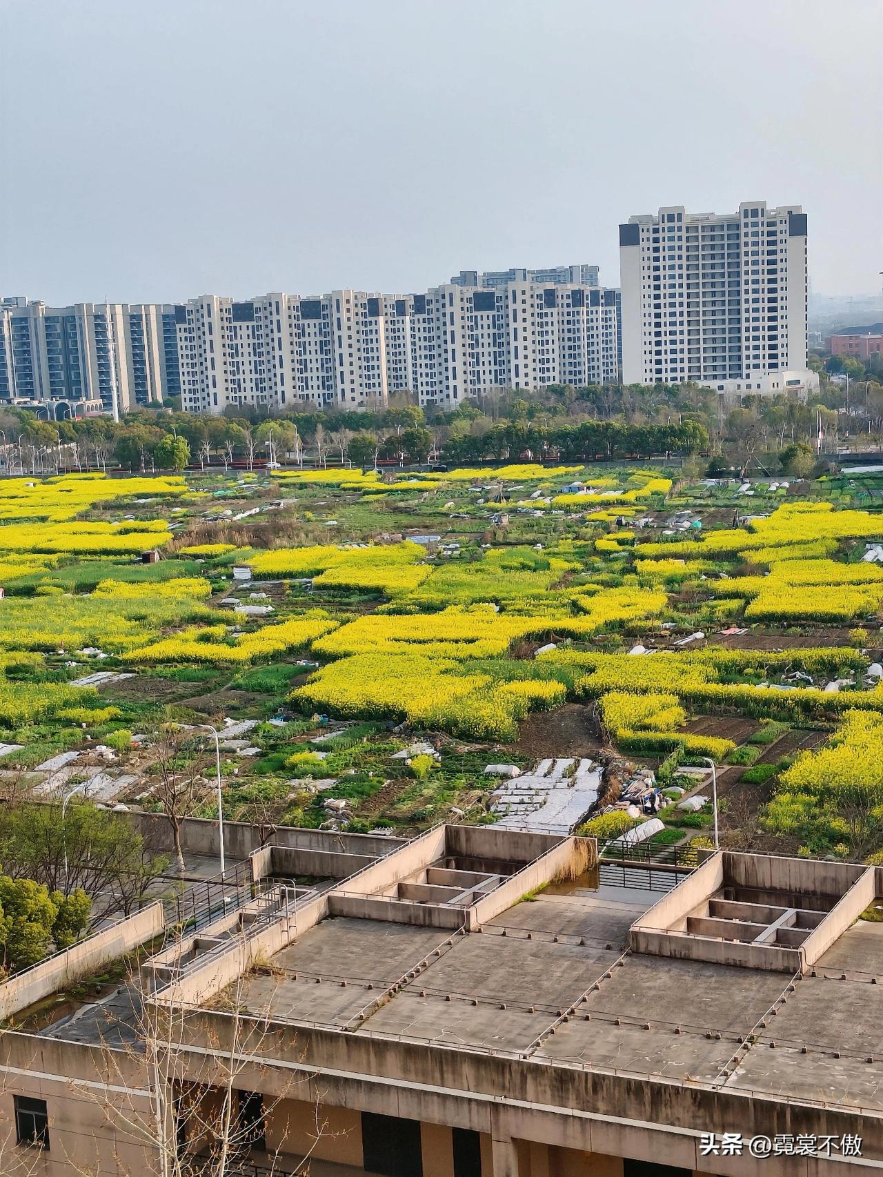 窗下一片黄金地
天上一轮红太阳