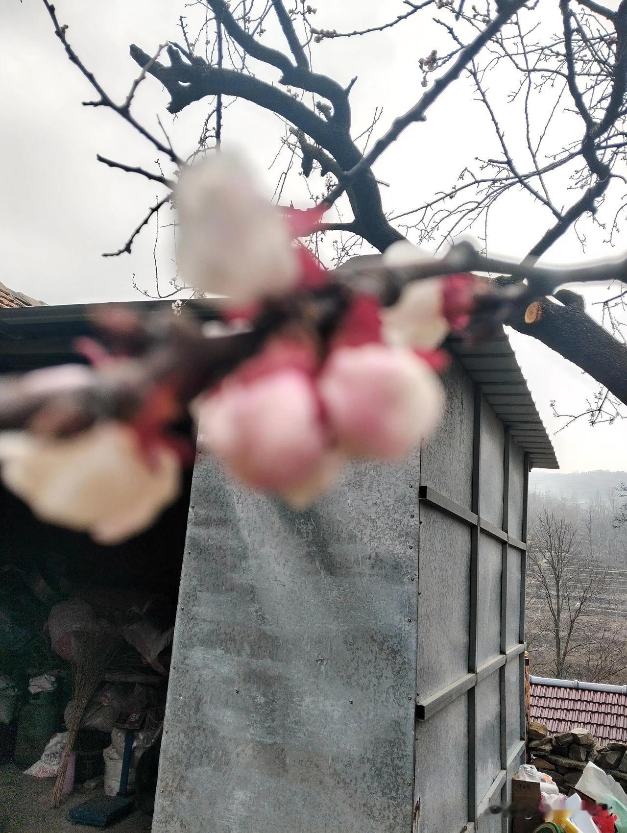 春天来了！今天我家的杏花马上要开了，含苞未放的花骨朵，粉红色衬托着花的美丽！