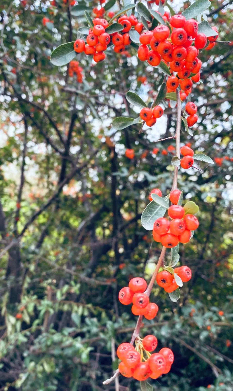 #以秋为题作首诗#
《秋情》
秋光潋滟映山川，霜露凝寒韵万千。
枫叶飘红诗画里，