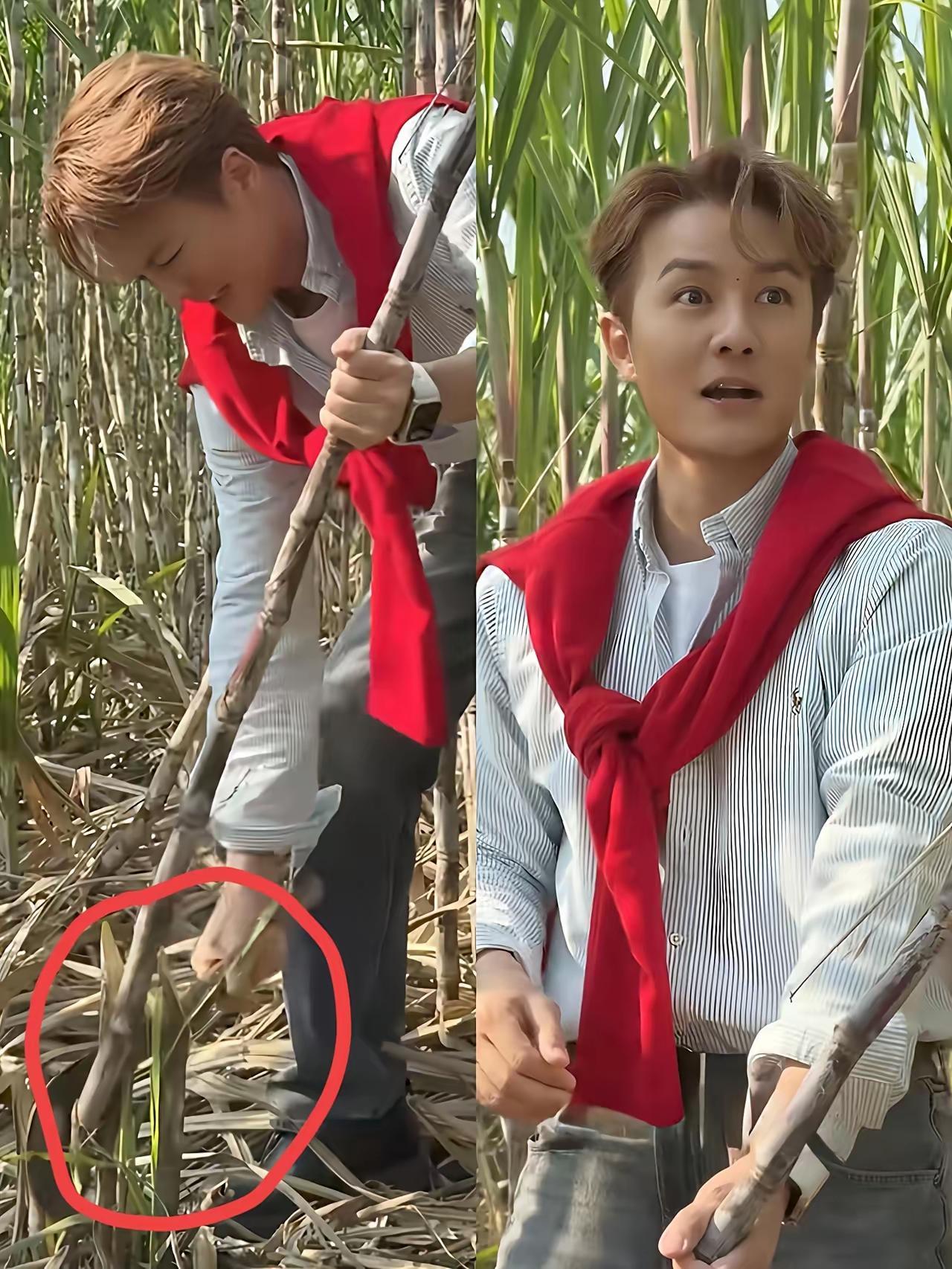 “奉劝”吴克群一句，
可以来广西，
也可以去剪砂糖橘，但是千万不要轻易去砍甘蔗啊