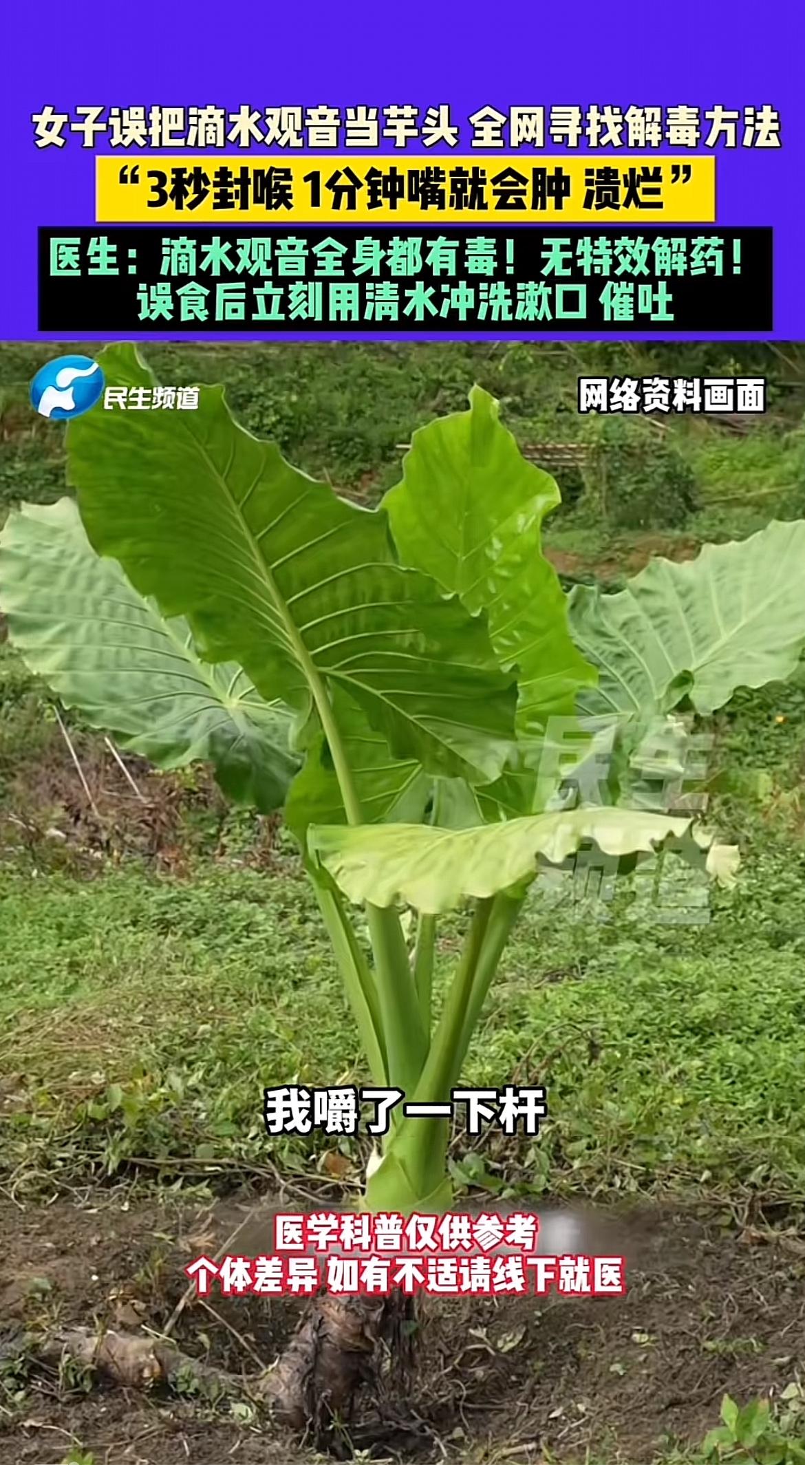 最近女子误把滴水观音当作芋头吃而全网找解毒方法的事儿可太惊险了。温州王女士丈夫带