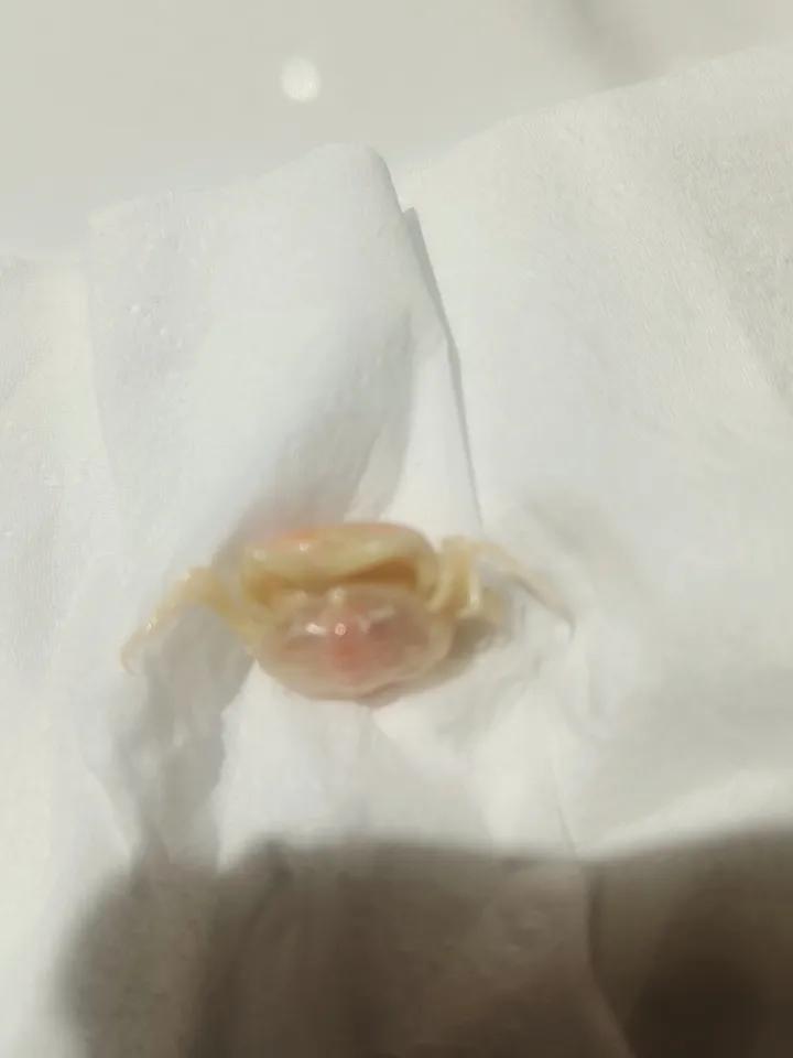 秋日海鲜季，生蚝和螃蟹简直是绝配！厨房小白阿灿用两斤生蚝、四只阳澄湖母蟹做出六道