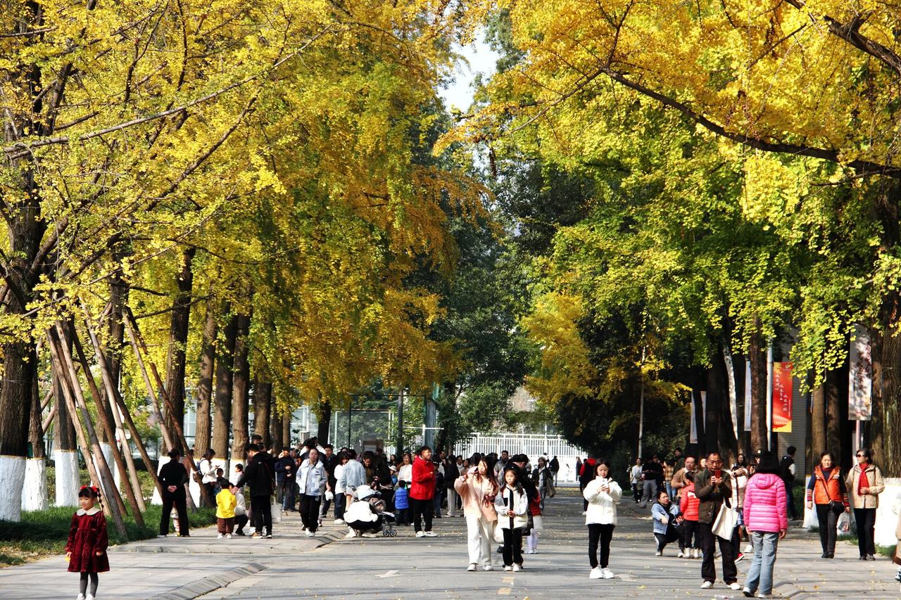 【电子科大拍银杏】20241205

12月1日，星期天，电子科大沙河校区拍银杏