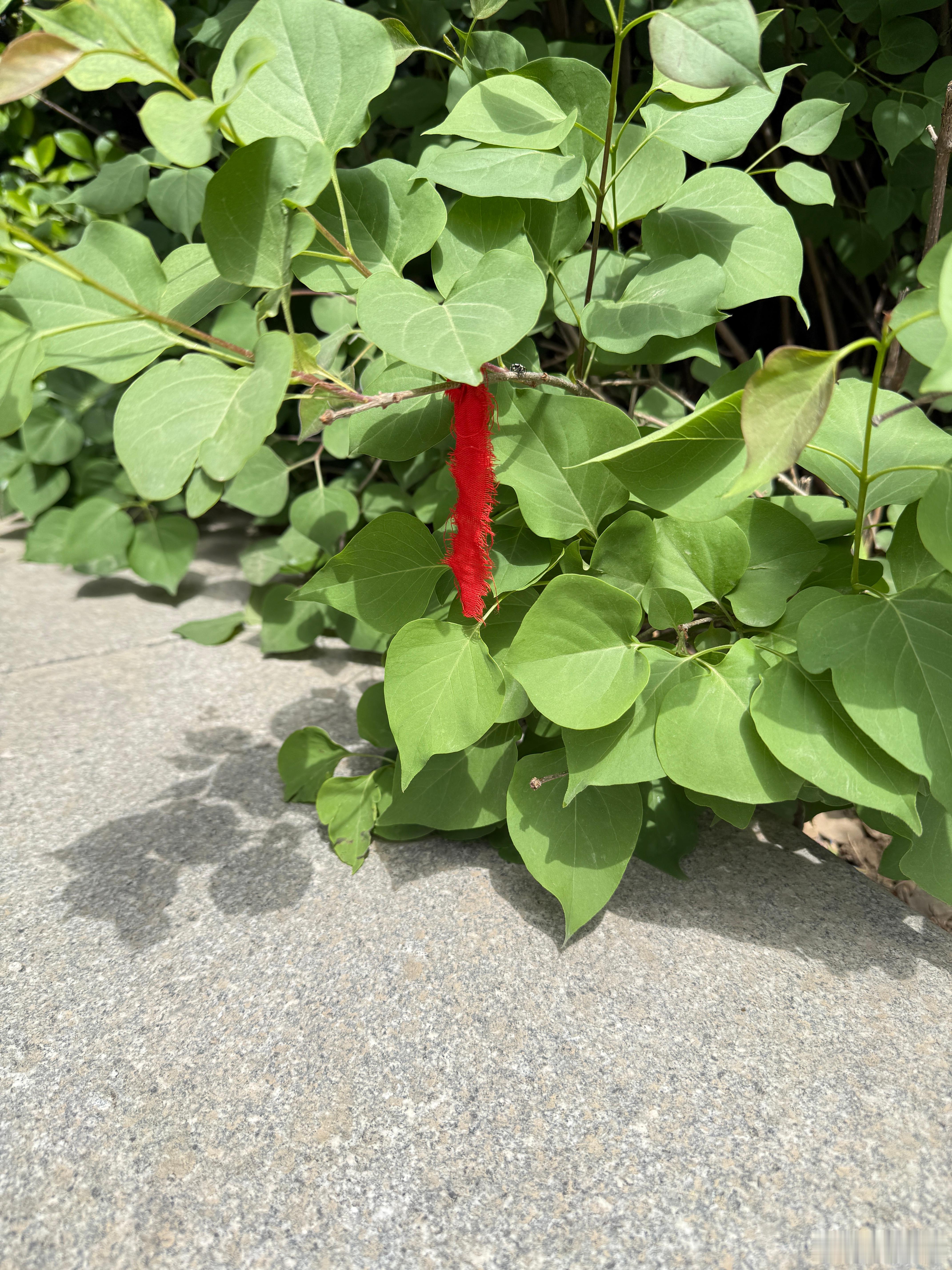 大家知道这是什么意思？     太原街头，路边的树上花上会经常看见系有红布条，大