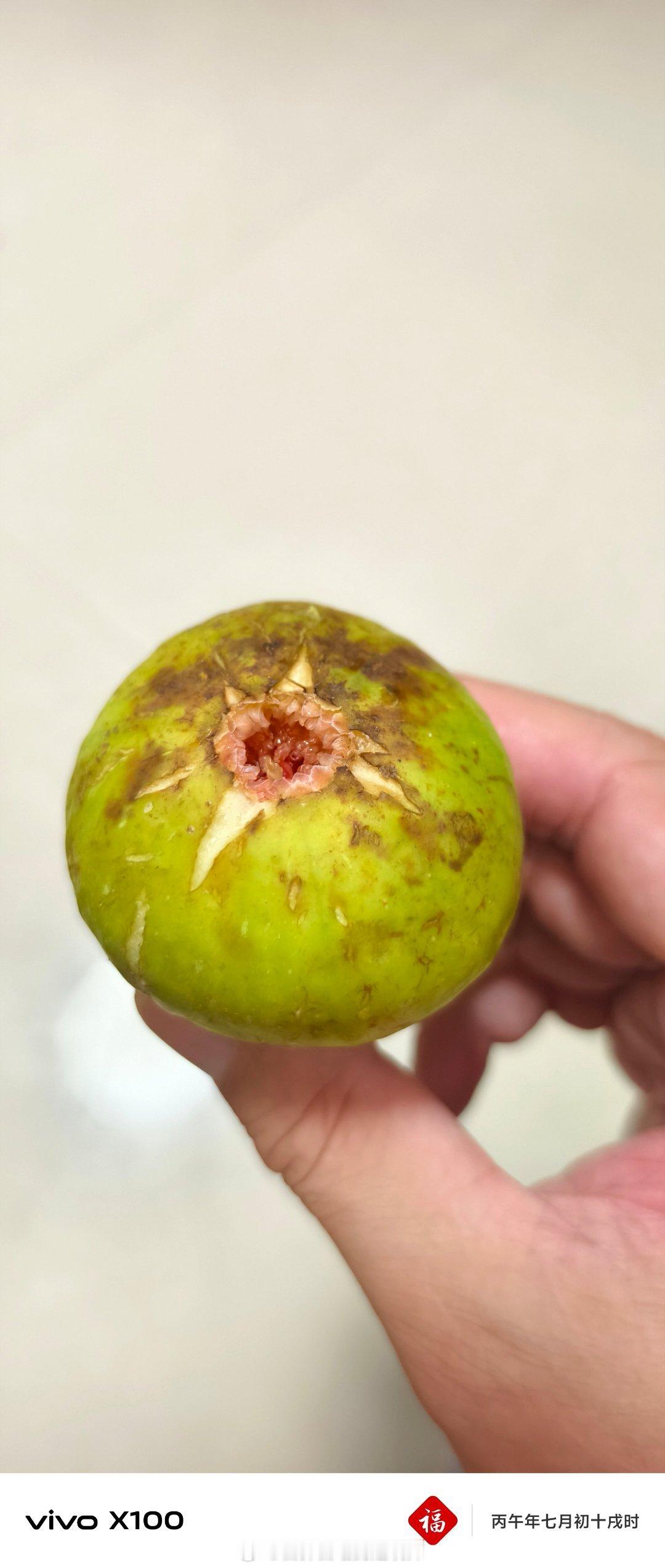 来到威海，实现了无花果自由