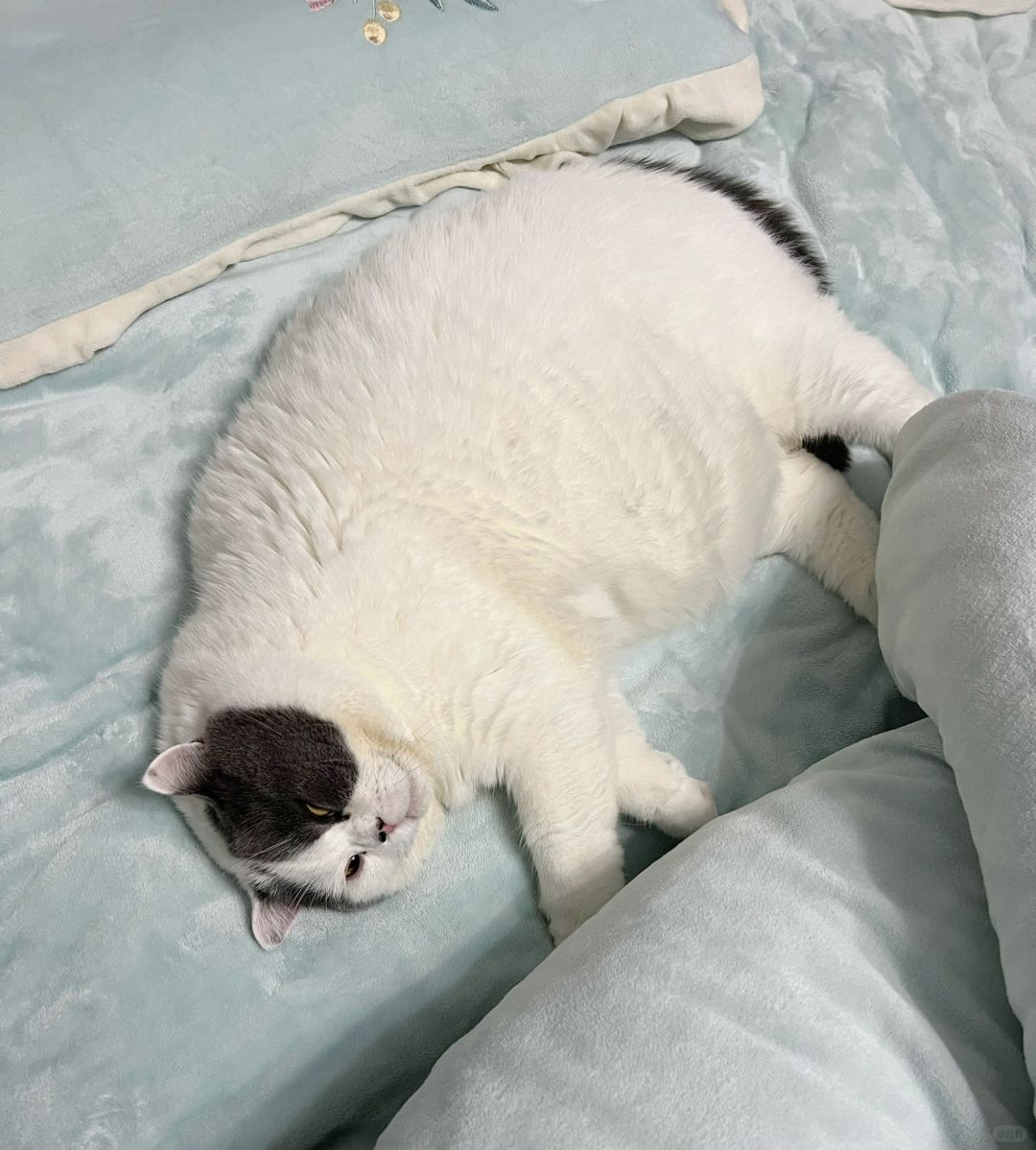 准备睡觉，掀开被子发现小猫在给我暖床！❤️