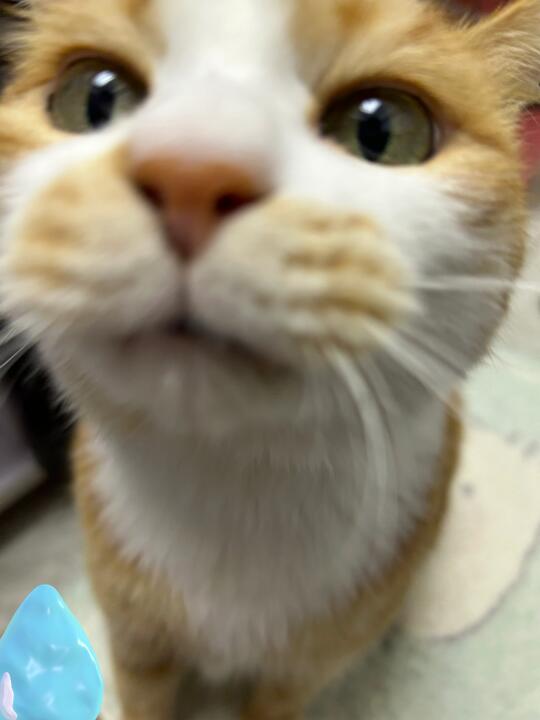 你在吃什么？给咪闻一下