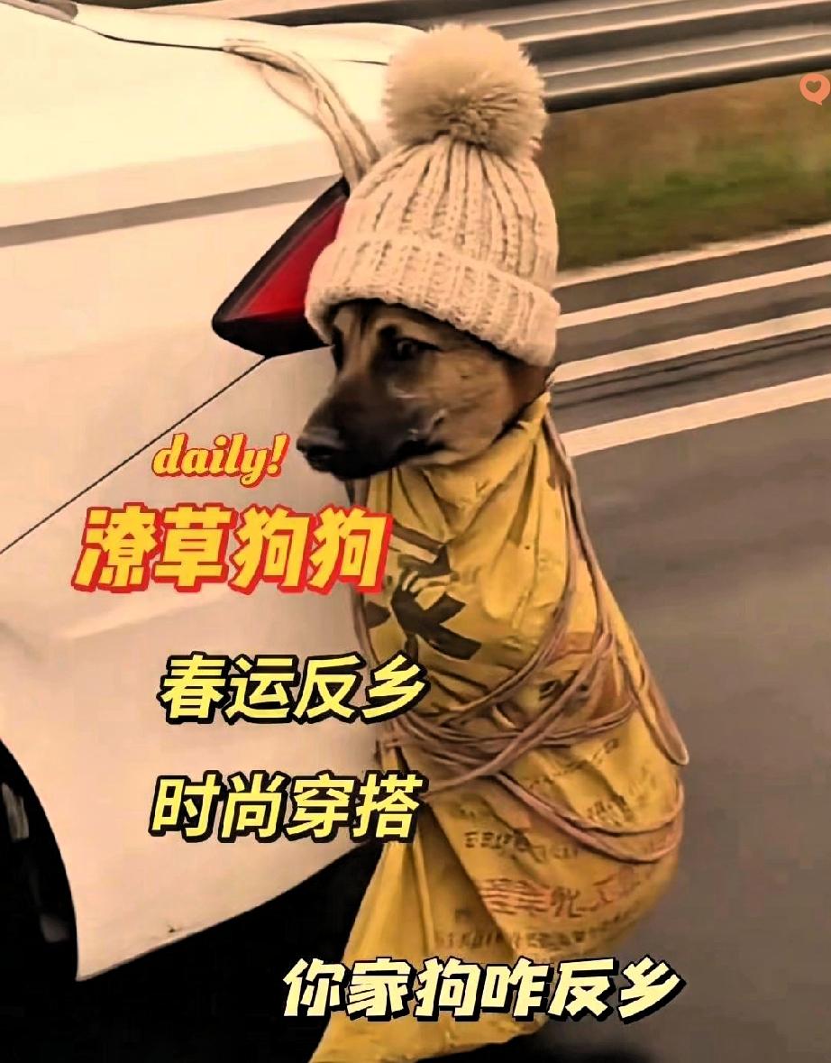 这是春运最惨“乘客”吗？
被绑车尾返乡，还被迫戴针织帽保暖，看完又好笑又心疼！
