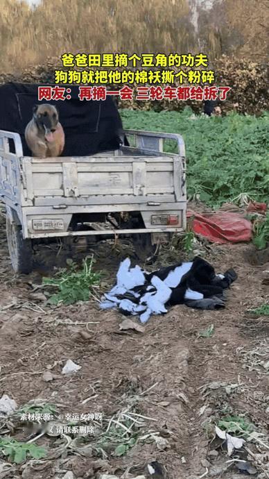 笑不活了！河北，主人带狗狗去地里一起干农活，当主人摘个豆角的功夫，狗狗直接把他放