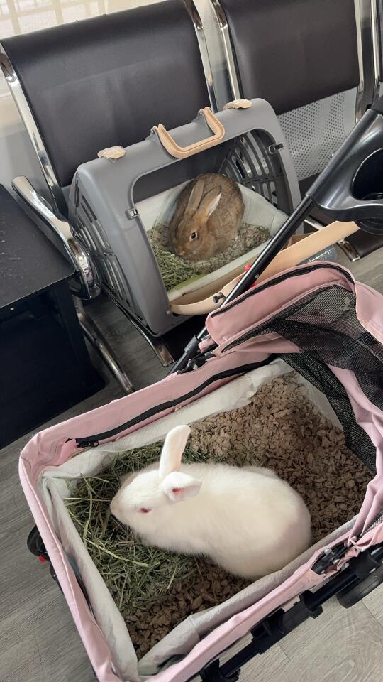 🐰🐰咖啡和Angel去绝育啦