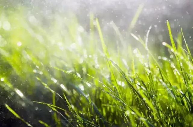 《秋雨凉》七律
秋雨飘洒夜渐长，寒风瑟瑟透衣裳。
残荷摇曳清波冷，败柳低垂瘦影凉