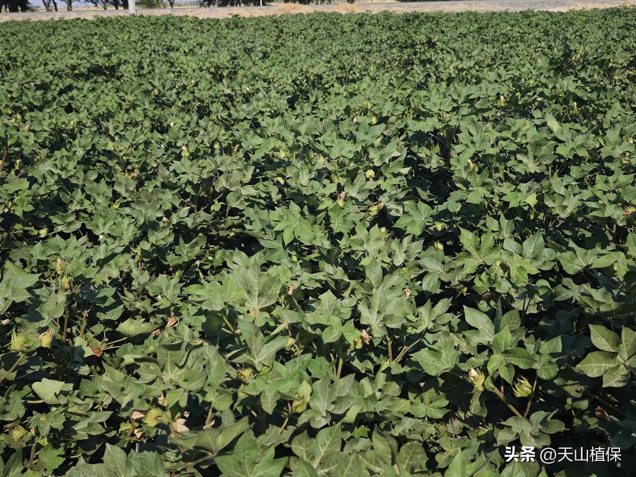 夏日生活打卡季 夏日里，棉花旺长是个常见事儿。就像敦煌，七月骄阳下，10万亩棉花