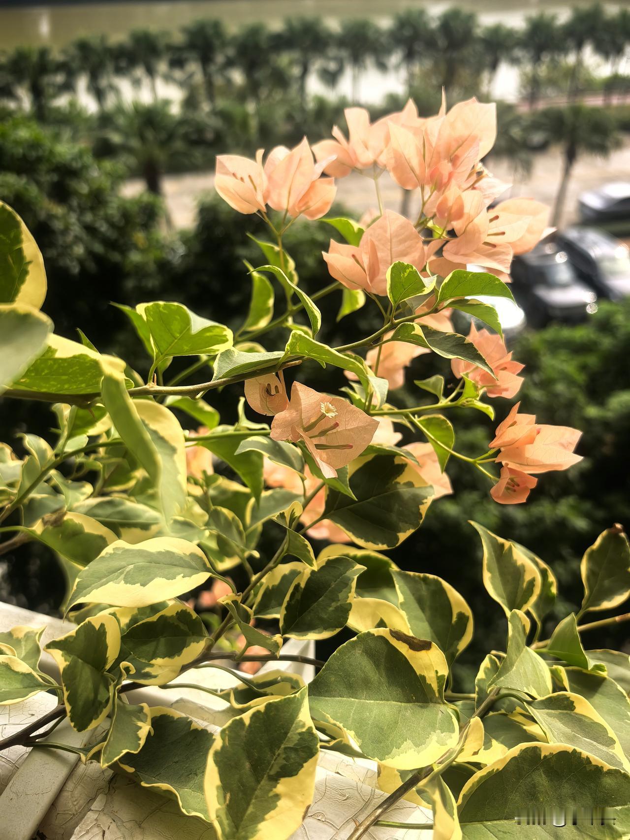 绿樱的“人设”，在我家彻底崩了！

都说绿樱是勤花之王，好养易爆盆。
到我这儿，