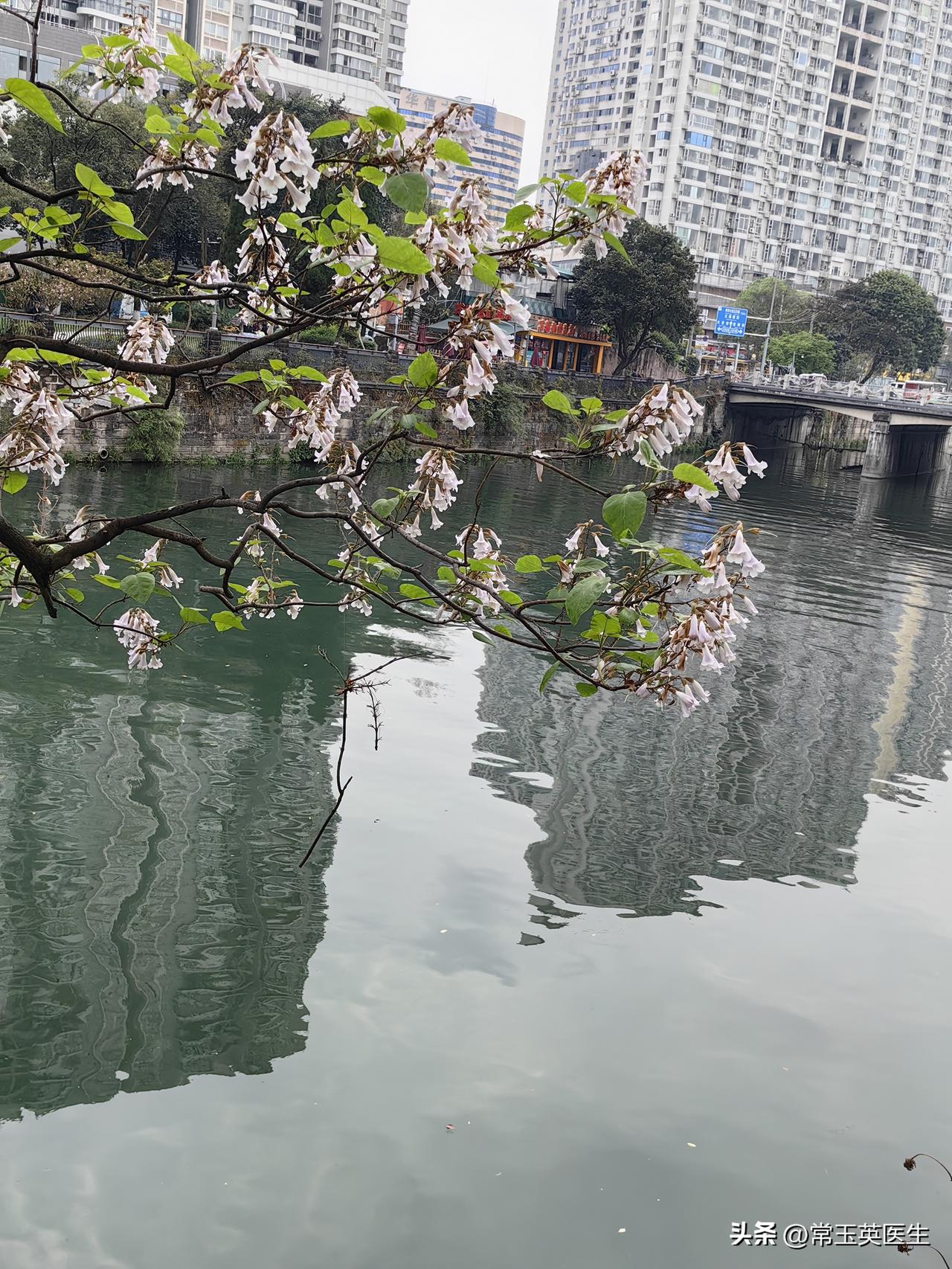 记录我的2026 静谧河畔，泡桐花盛开，城市喧嚣中的一片宁静。