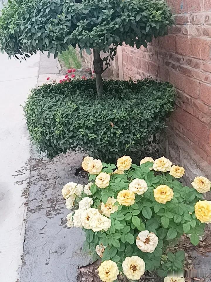 小院一隅的浪漫  绿植与黄玫瑰的完美结合，打造出宁静惬意的花园角落。