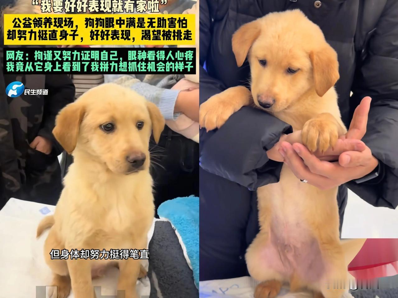 【端庄小狗的故事】流浪的小狗狗很端庄，已经被领养了。领养人很善良，把小狗的双胞胎