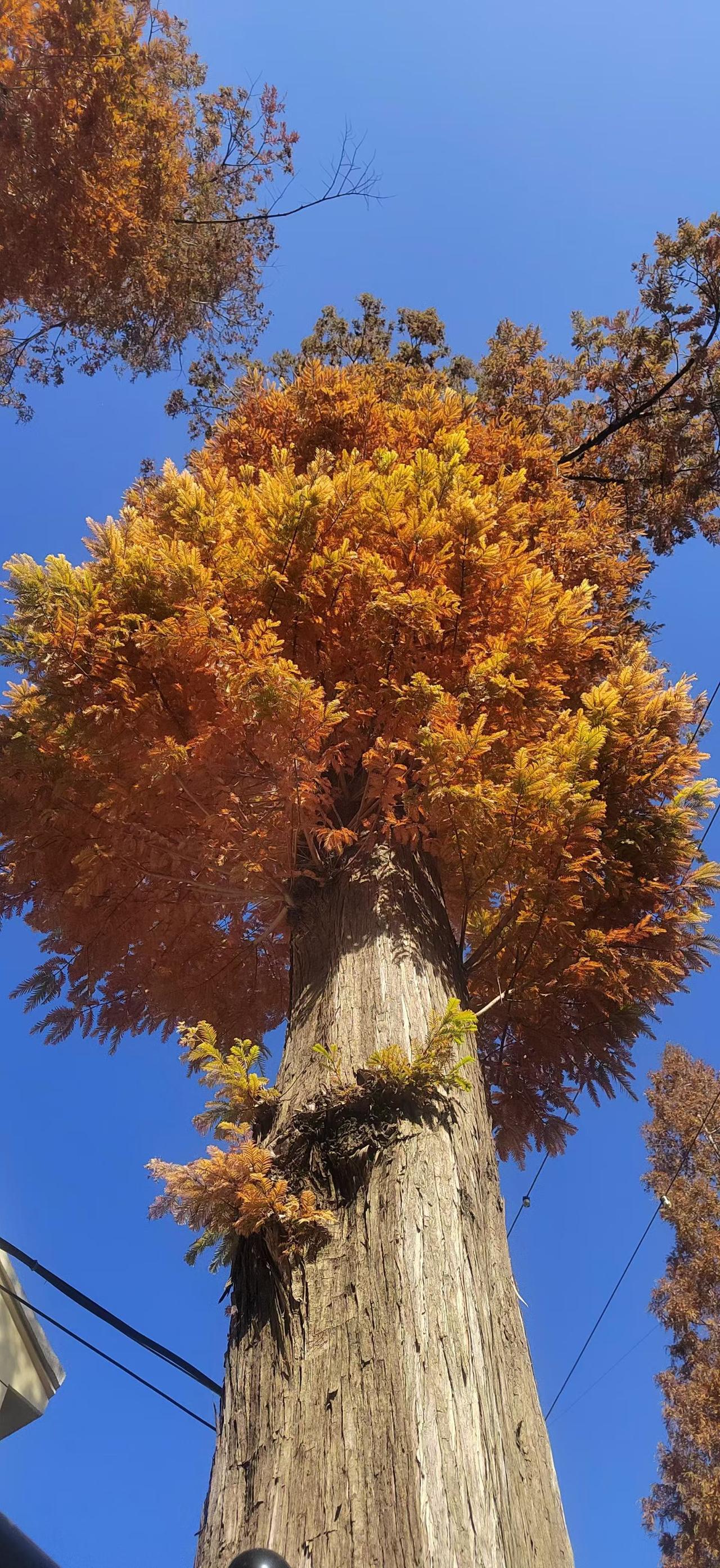 抗日战争时期，日本鬼子部队并没有进驻我村，进入我村的也是伪军。
但我村里一个老人
