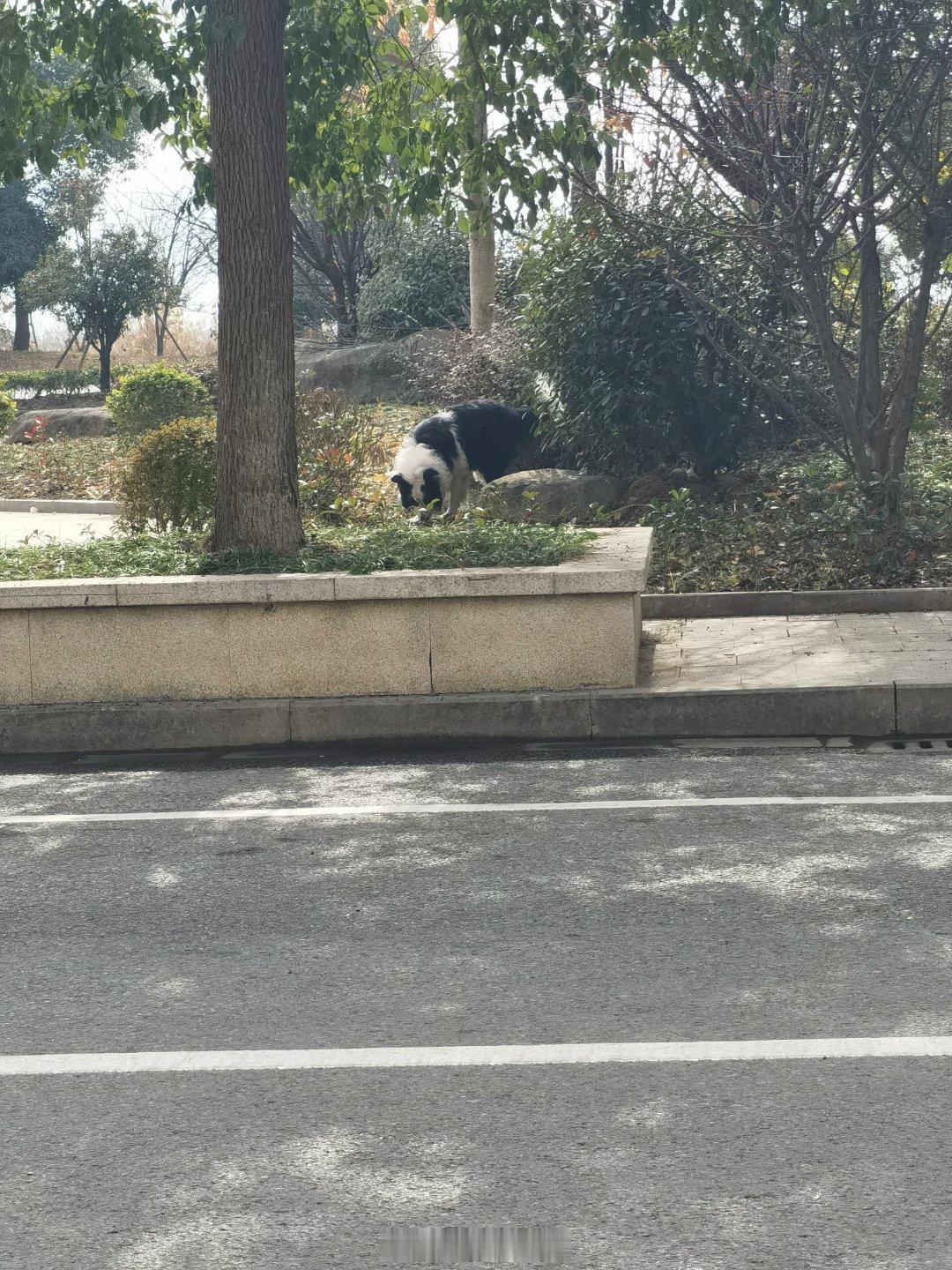 路边看到好大一只边牧，远看还以为是熊猫[允悲][二哈][晕]好了，大家慢慢看，我