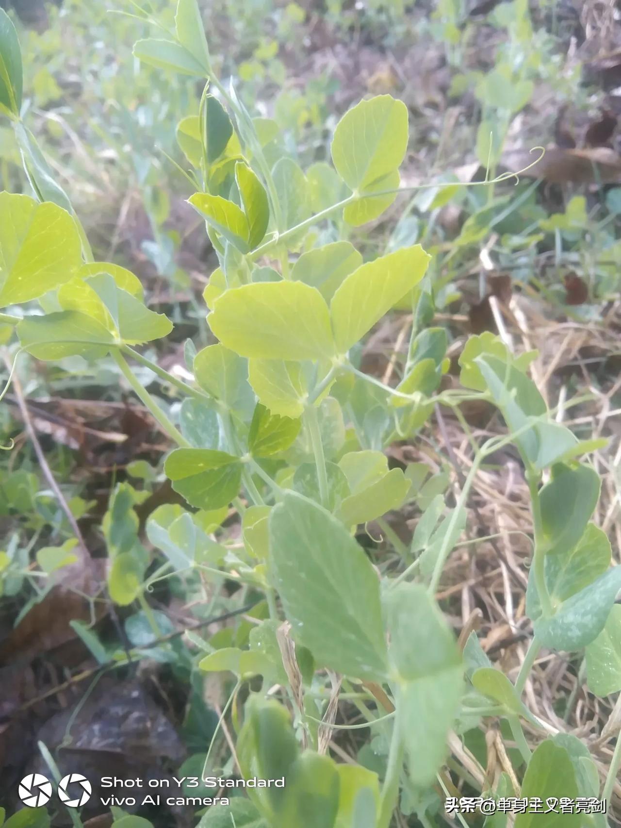 一个月沒有下雨了。早种的碗豆可以吃豆尖了。晚种的才长出来的，半个月沒有来这里了。