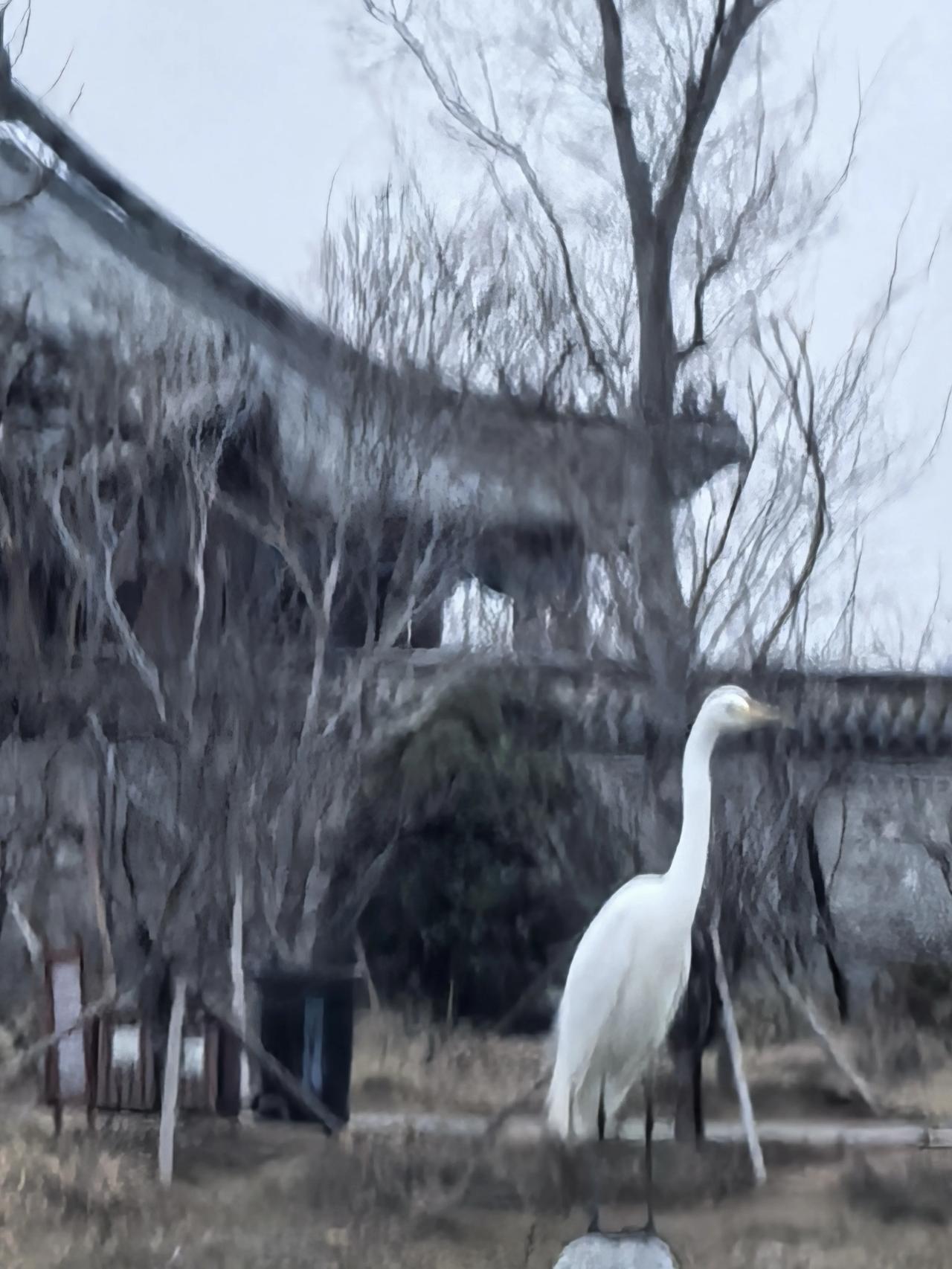 惊蛰夜里回商丘
 
作者｜何东居士
 
好久
没踏上归程了
天气预报说
商丘有雨