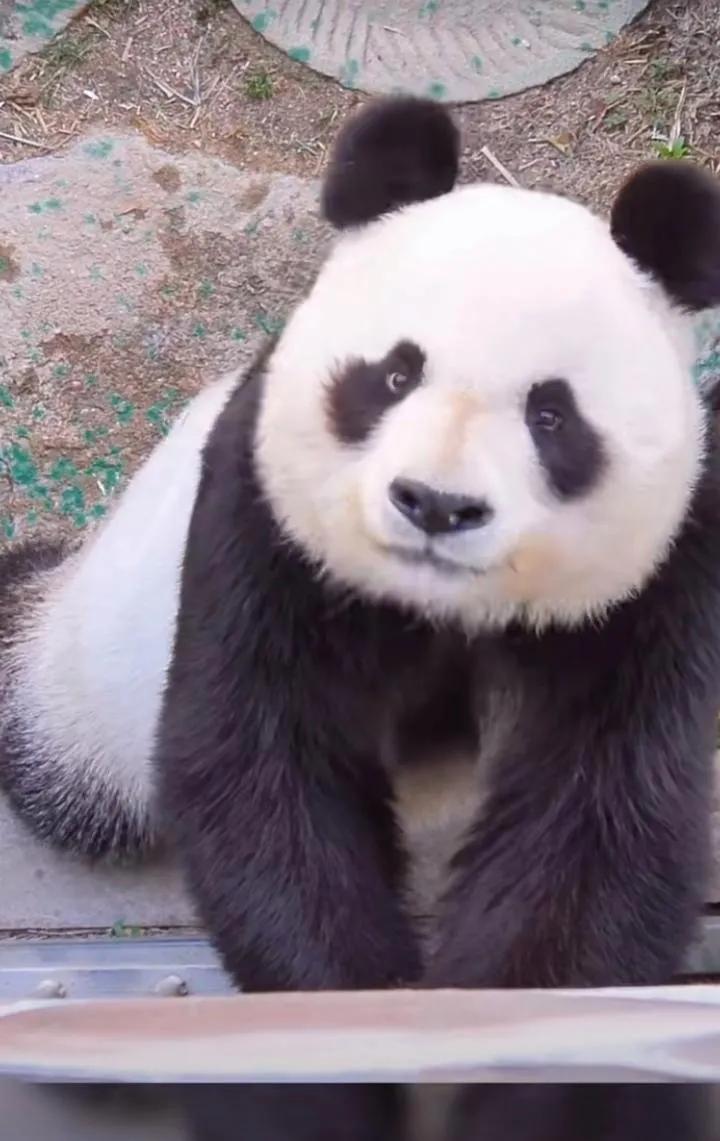 有点帅