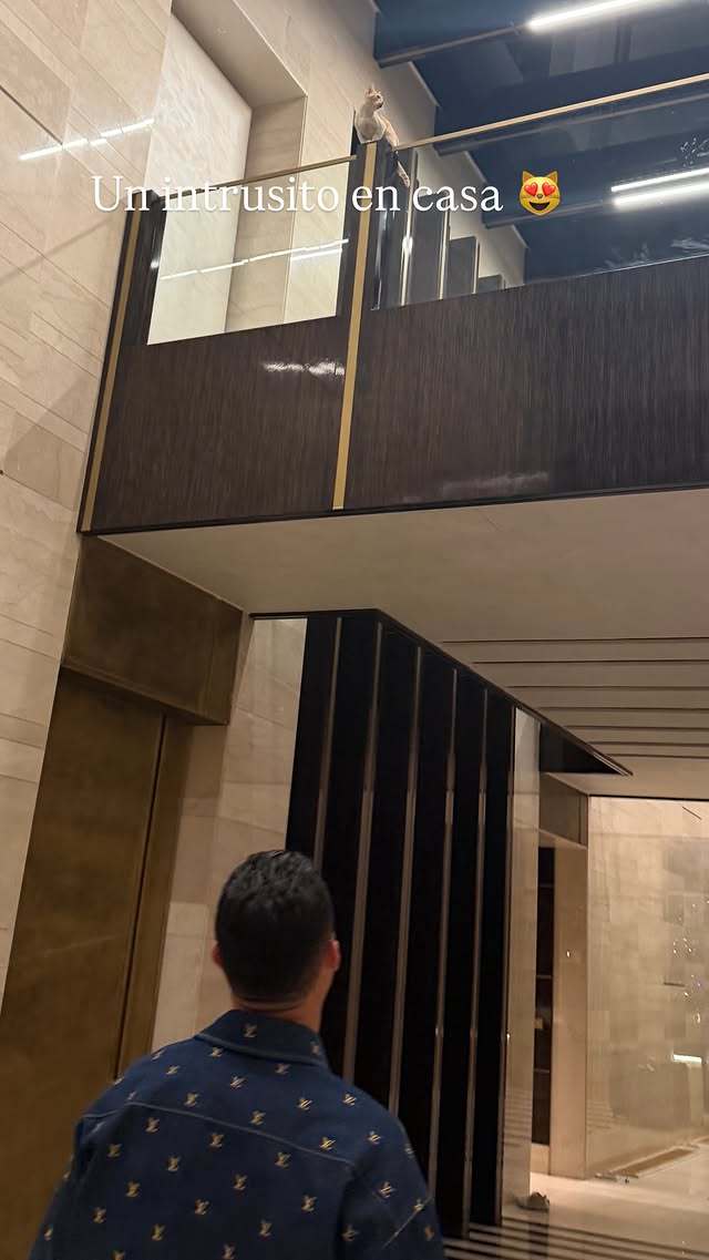 🐱：我不是入侵者，我是来参见猫王的 