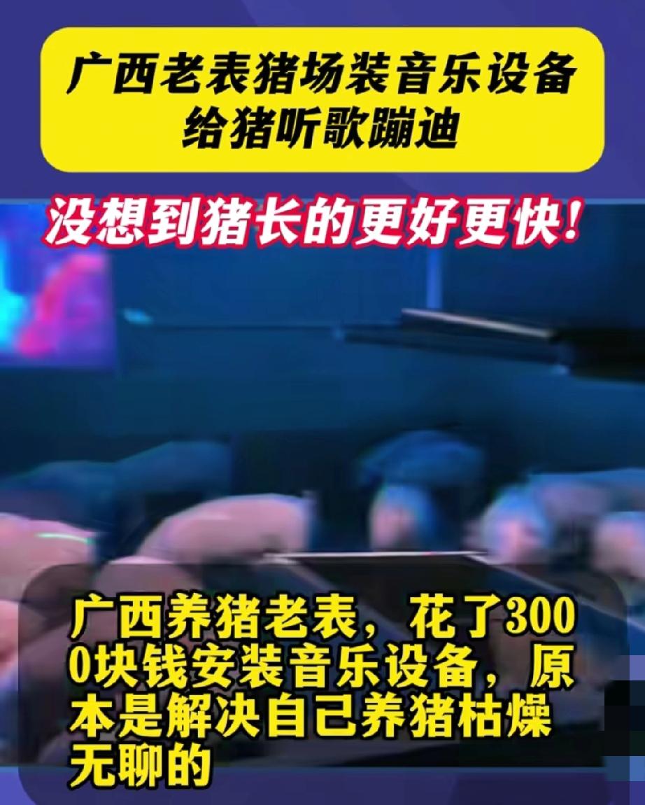 广西桂林这位养猪大哥的操作简直绝了，嫌养猪无聊直接在猪舍装KTV，灯光音乐幕布全