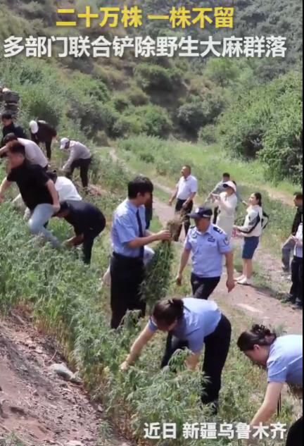 20万株，不是树，不是花，是大麻。2026年6月24日，乌鲁木齐米东区的警察在山