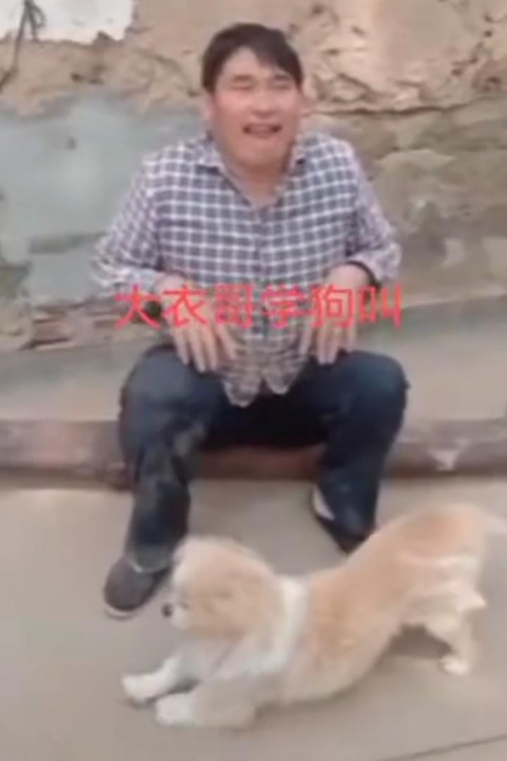 大衣哥朱之文又出新作品，开始在镜头前学狗叫唤，学狗蹲，两只前手下垂，舌头外伸。