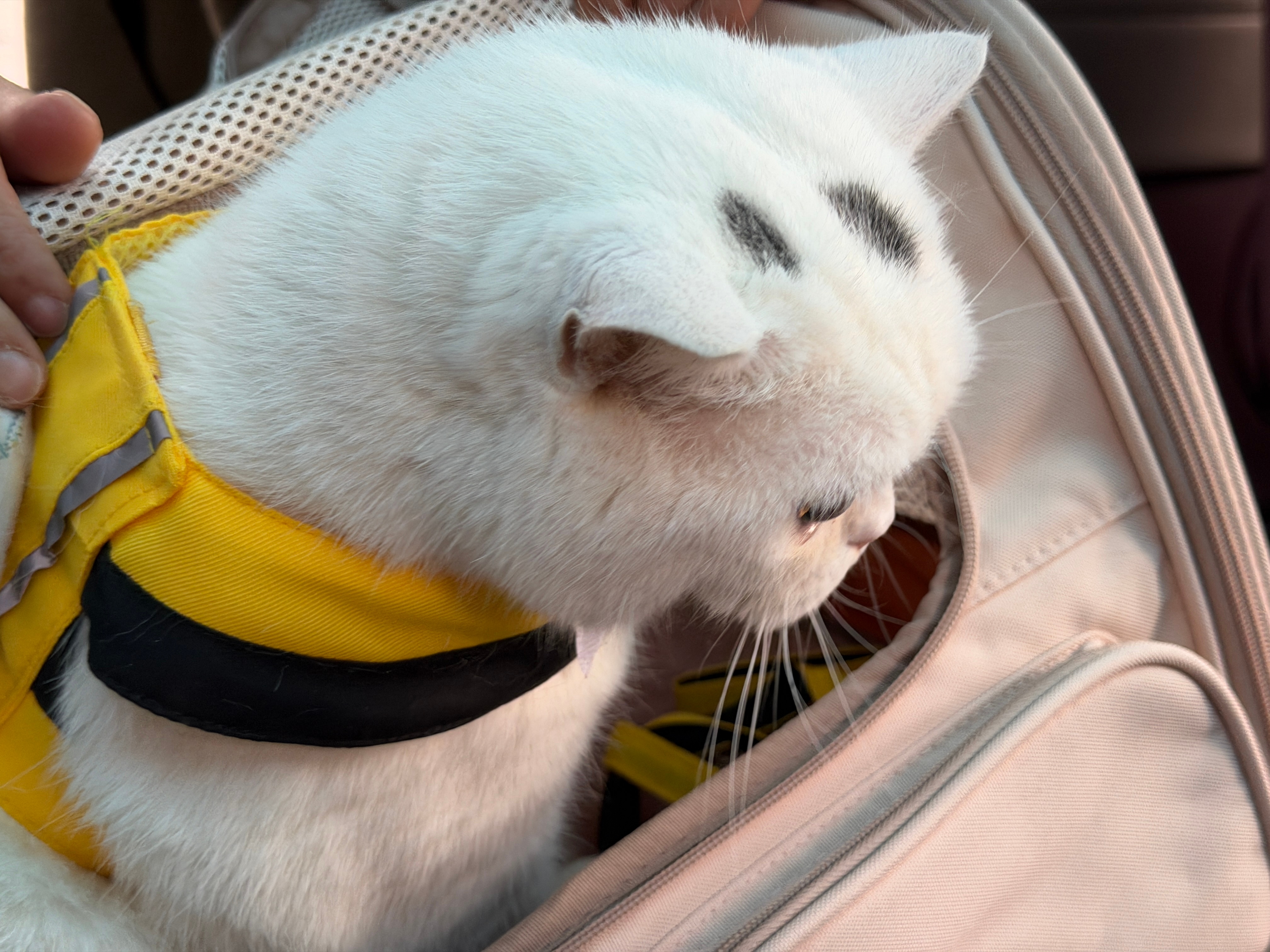 这是我们家的无敌小开门、重量级15斤、一起回村