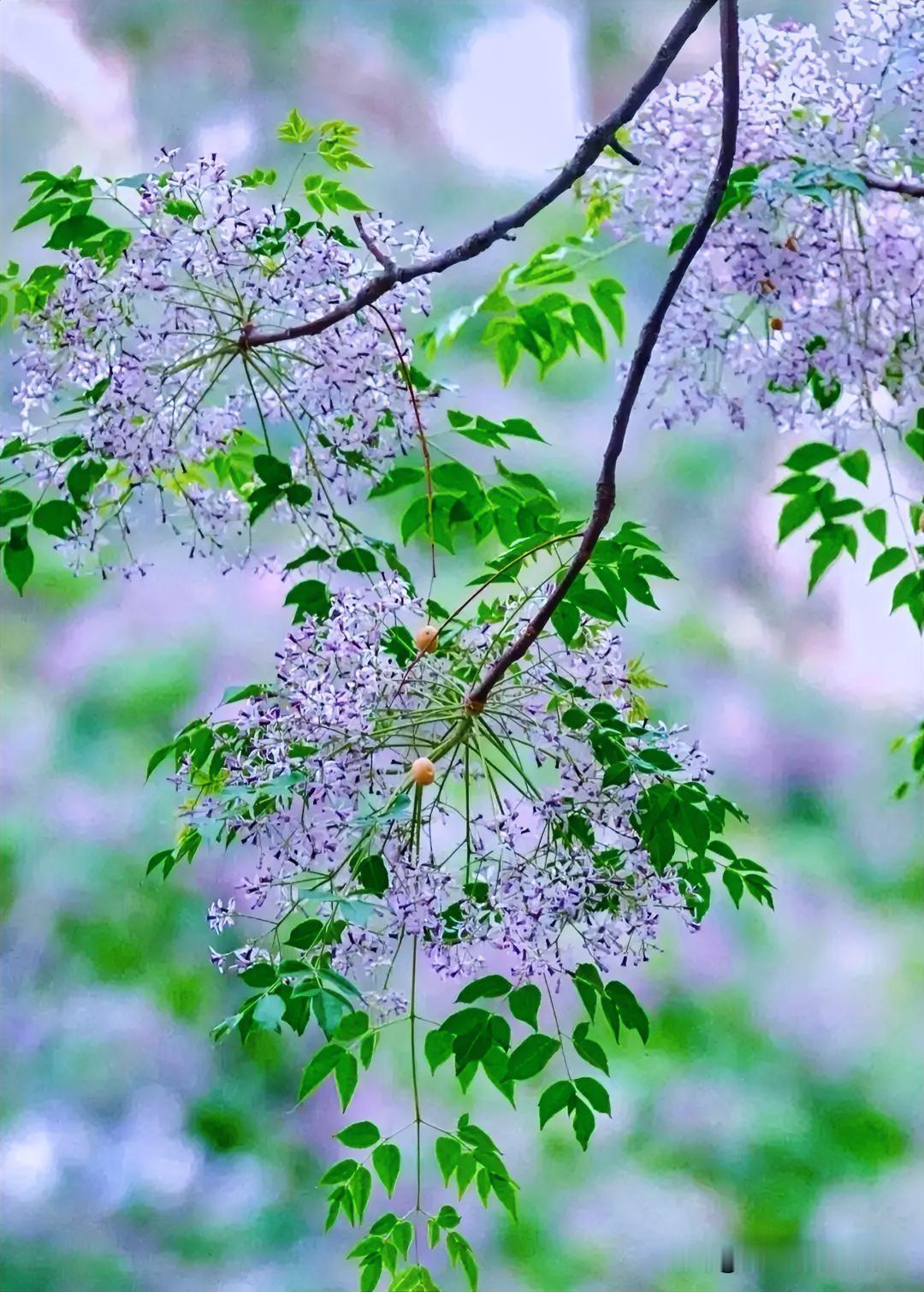 上联：楝花开尽花事了
下联：有请雅士[玫瑰][玫瑰][玫瑰]