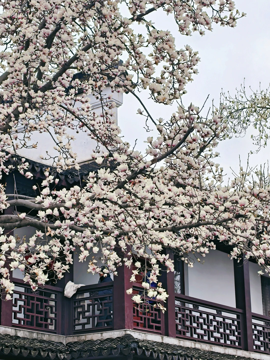 3.4 狮子林玉兰花实拍