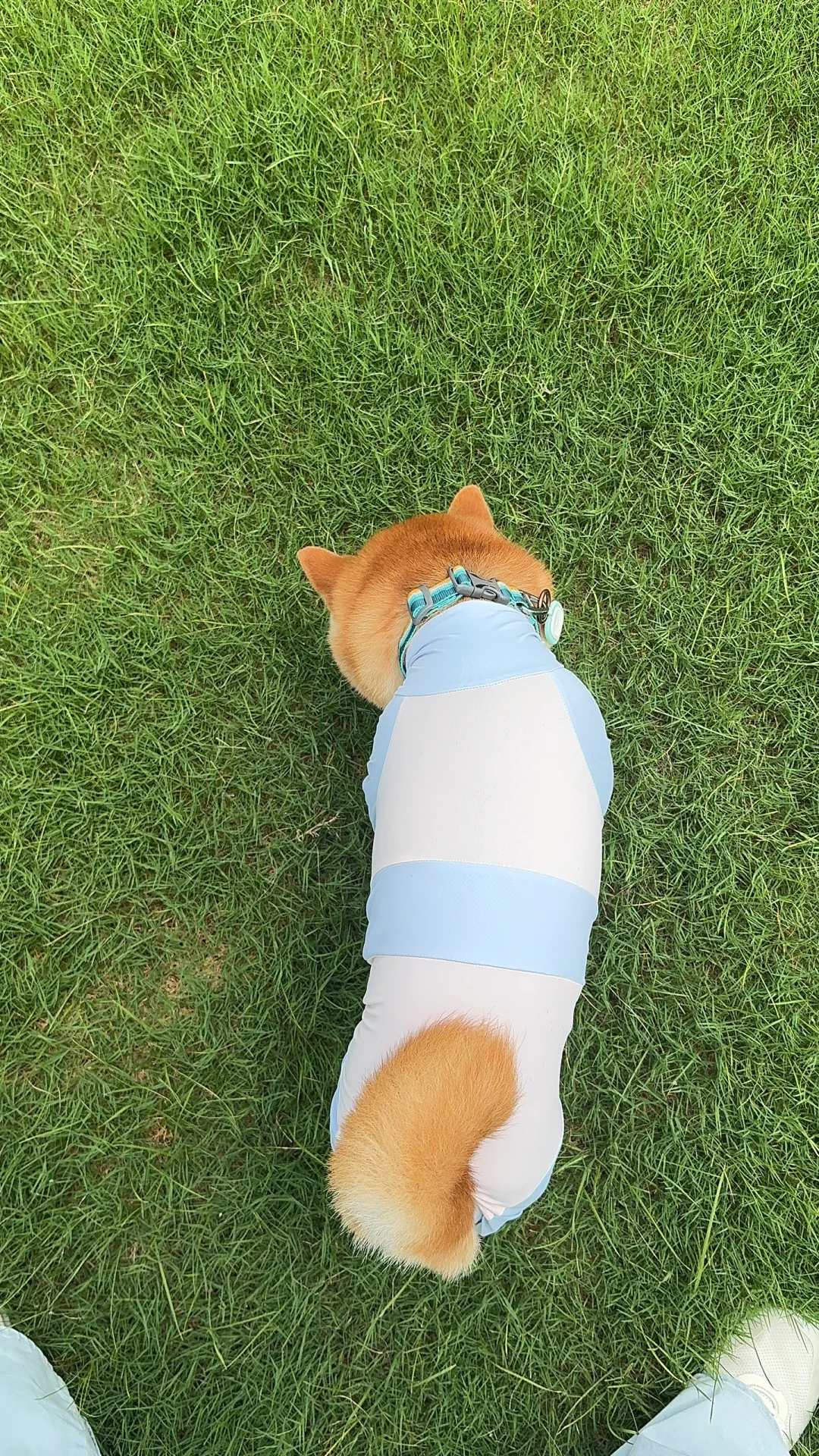 狗狗版大头儿子