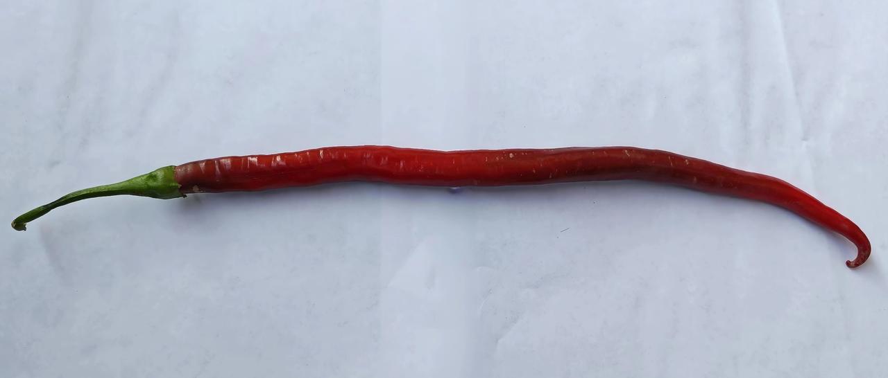 同事的岳母给了我一根辣椒，出奇的长：我用尺子量了量，长度足足有51厘米！
实话实