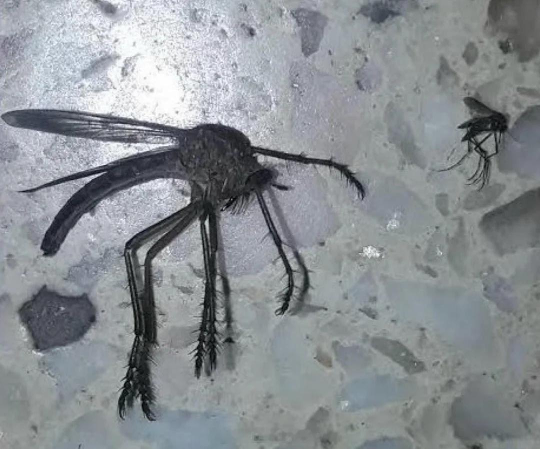 强盗蝇（左）与正常蚊子旁边的照片（右）进行大小比较。 ​​​