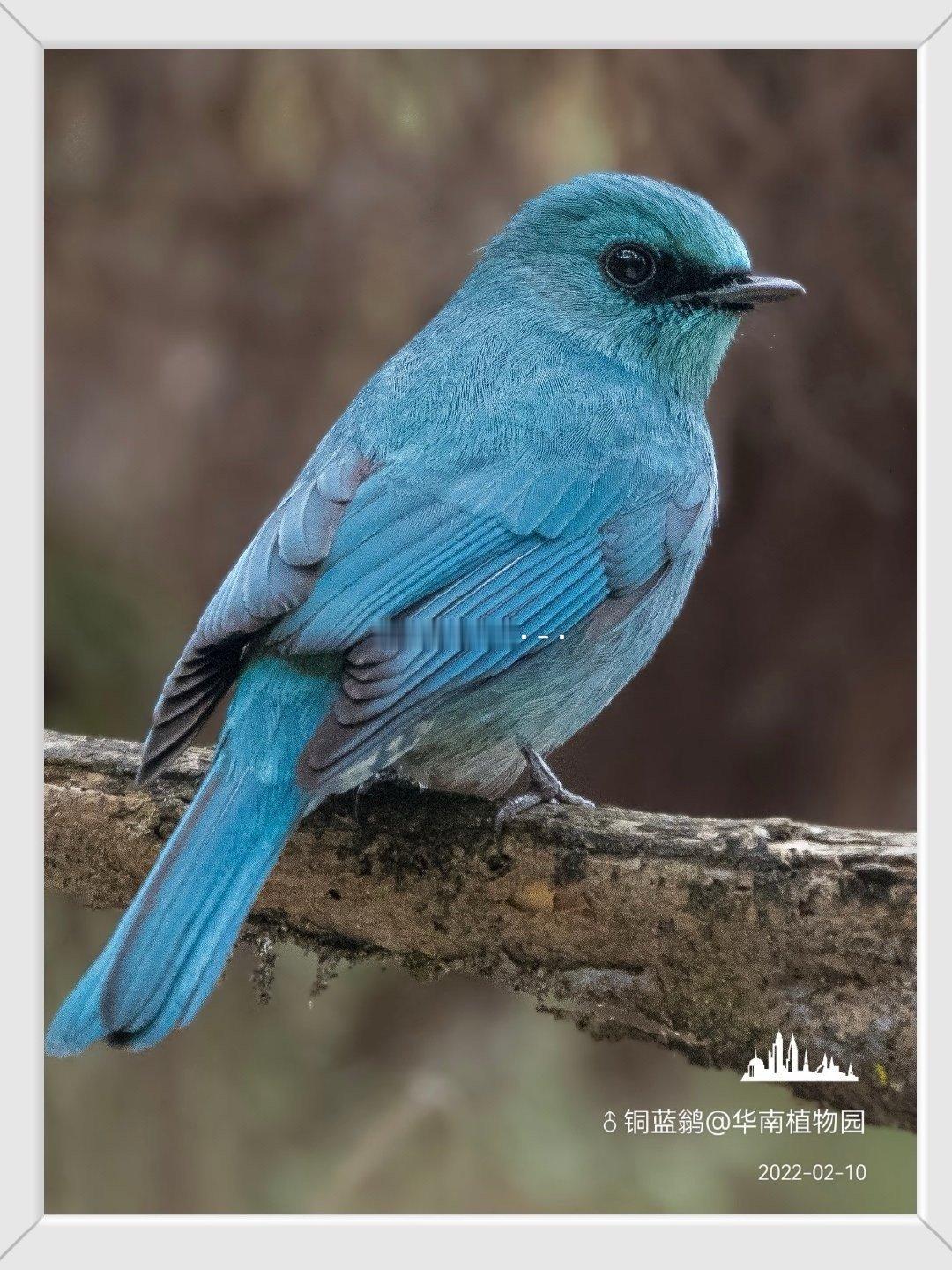 0000铜蓝鹟￼(wēng) （英文名：Verditer Flycatcher，