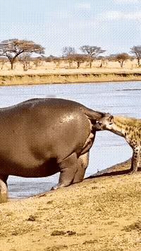 这个视频简直太搞笑啦！

这得有多倒霉呀！这天在非洲大草原上，一只饥饿的鬣狗猛地