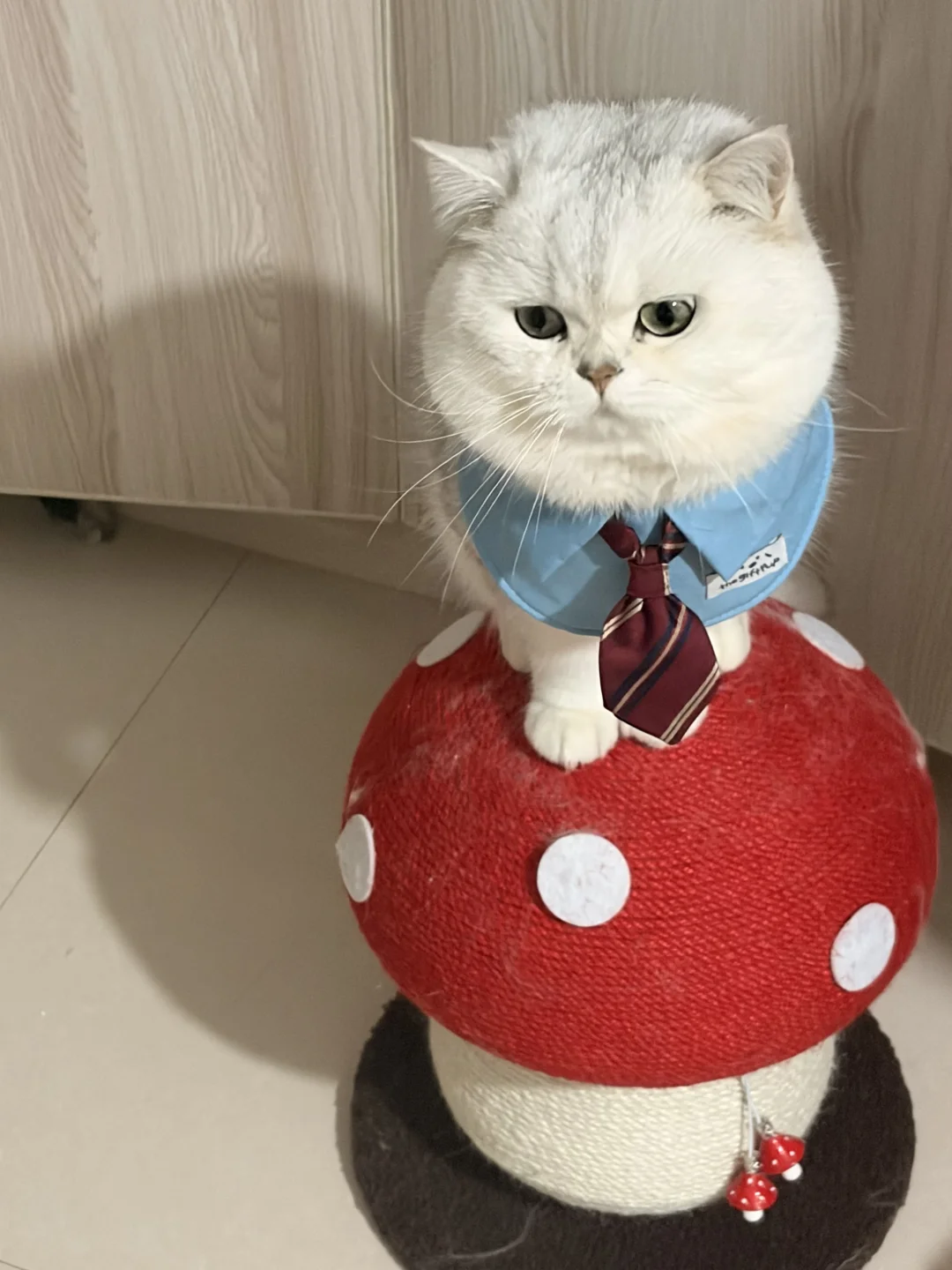 蘑菇🍄