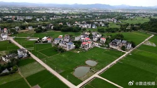 【遂川枚江高标准农田绿意盎然 】5月20日，遂川县枚江镇高标准农田绿意盎然，秧苗