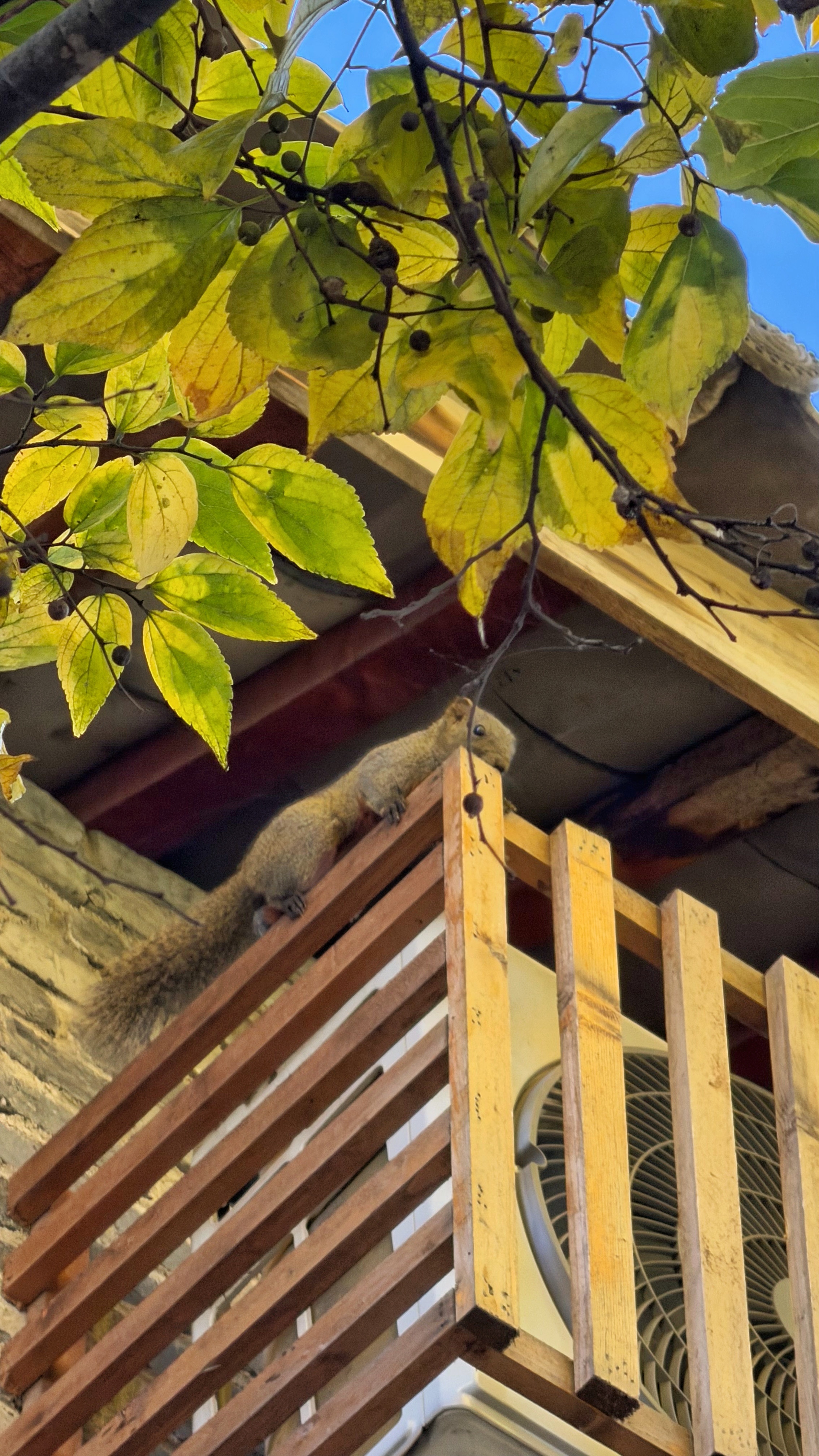 深夜树洞我们客栈的老客人都喜欢待在客栈品尝一下我的手艺，其实我更想饱饱口福，见识