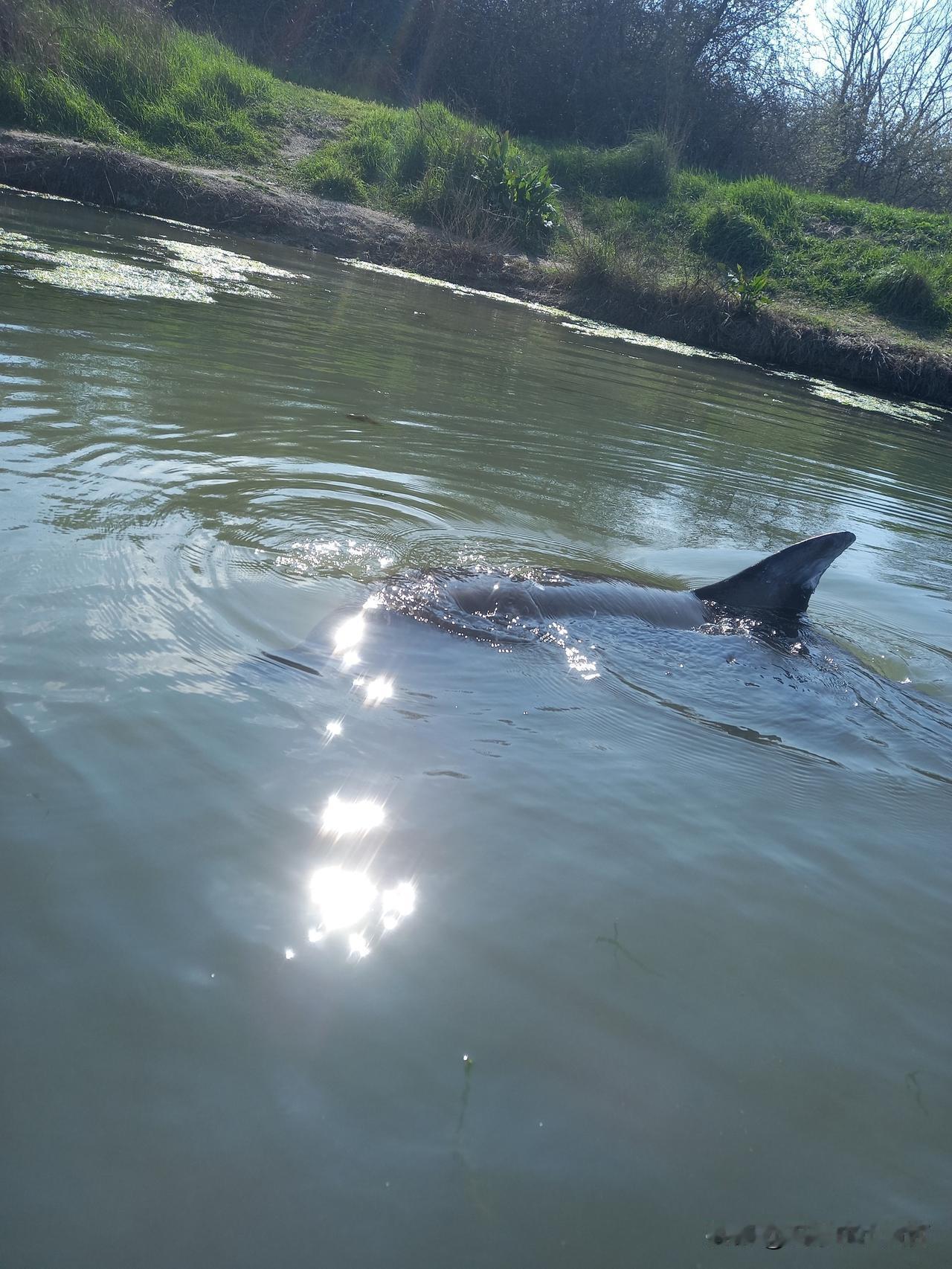 🦈求助！塞瓦斯托波尔的家人们速来！这只调皮海豚需要你！
 
谁能想到，我们这儿