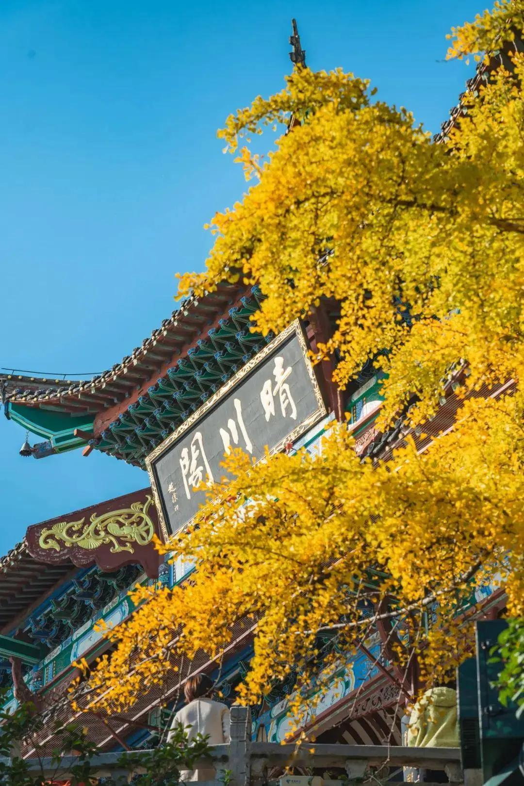 金风渡楚，江天登阔，览江城清秋风物。