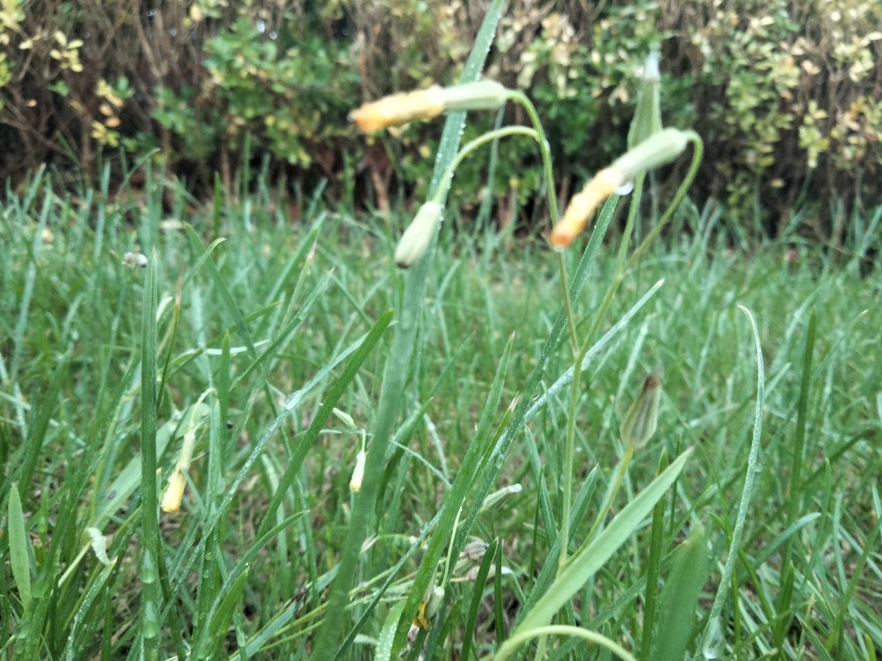 清晨，野菌
雨歇青芜润浅泥，
棕伞斜撑傍草堤。
沾新露，趁幽蹊；
无人来赏自舒眉