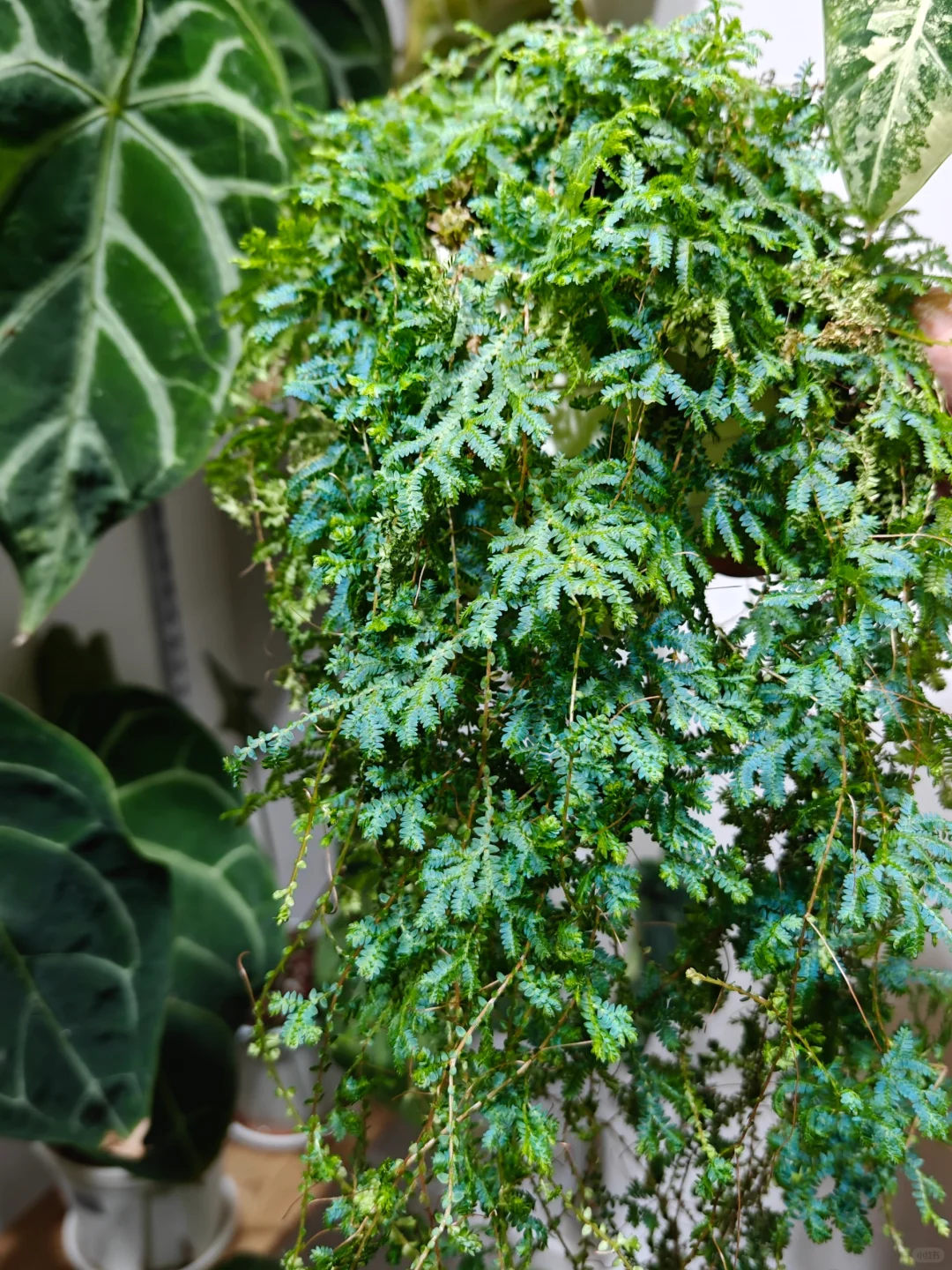 变色龙蕨 翠云草