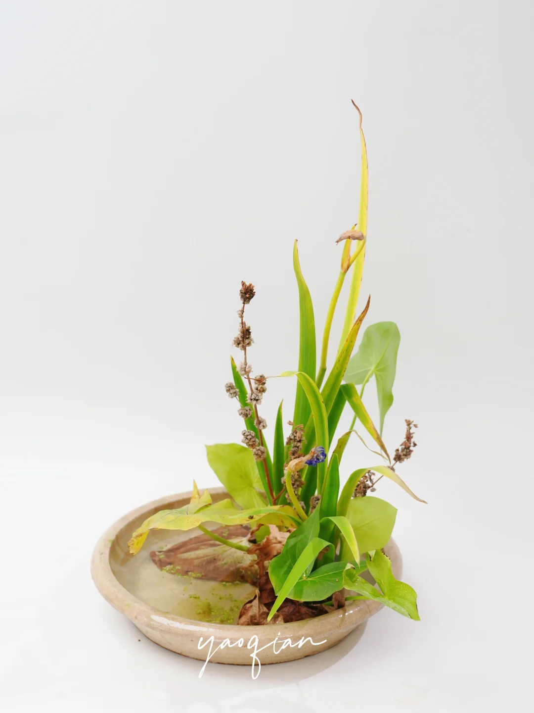 写景盛花自然本位 | 秋之燕子花