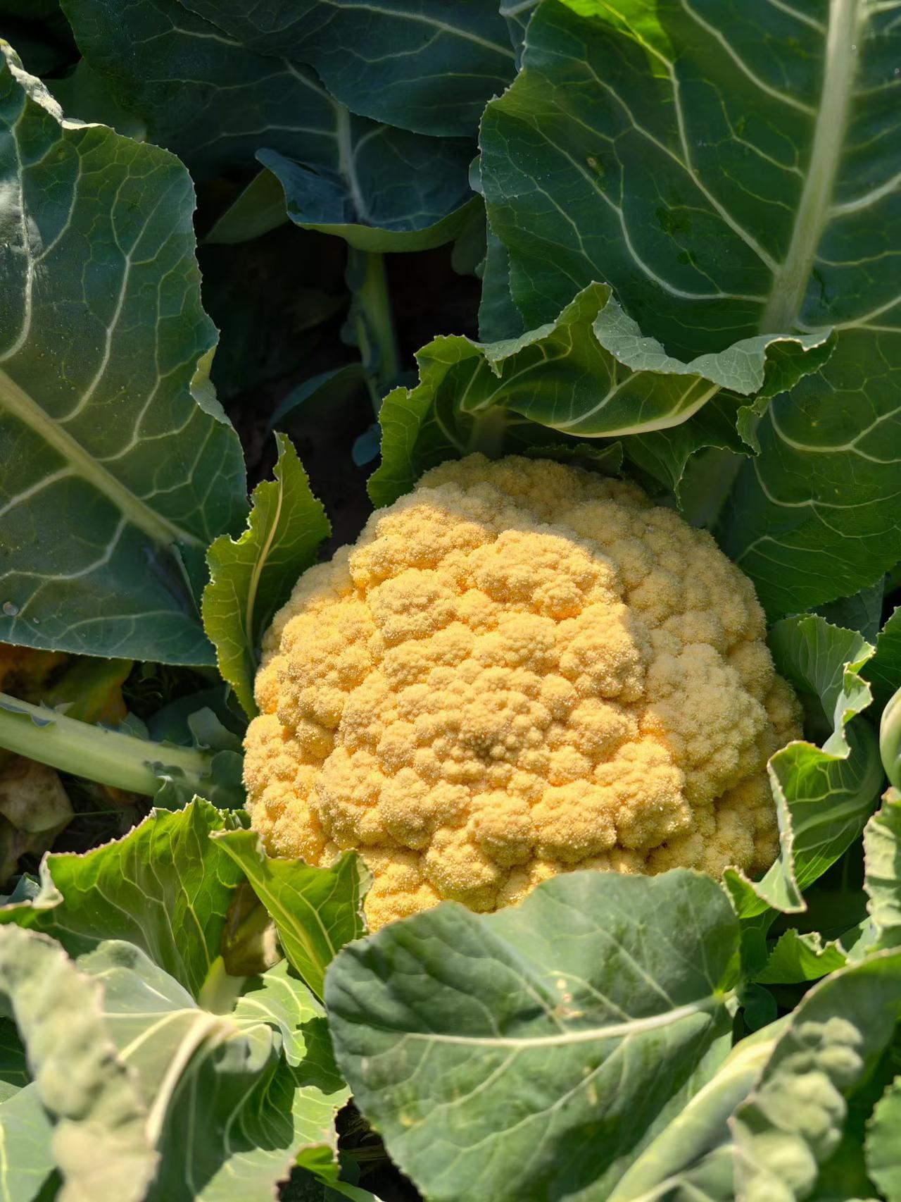 今年冬天的不同晒晒太阳，真好