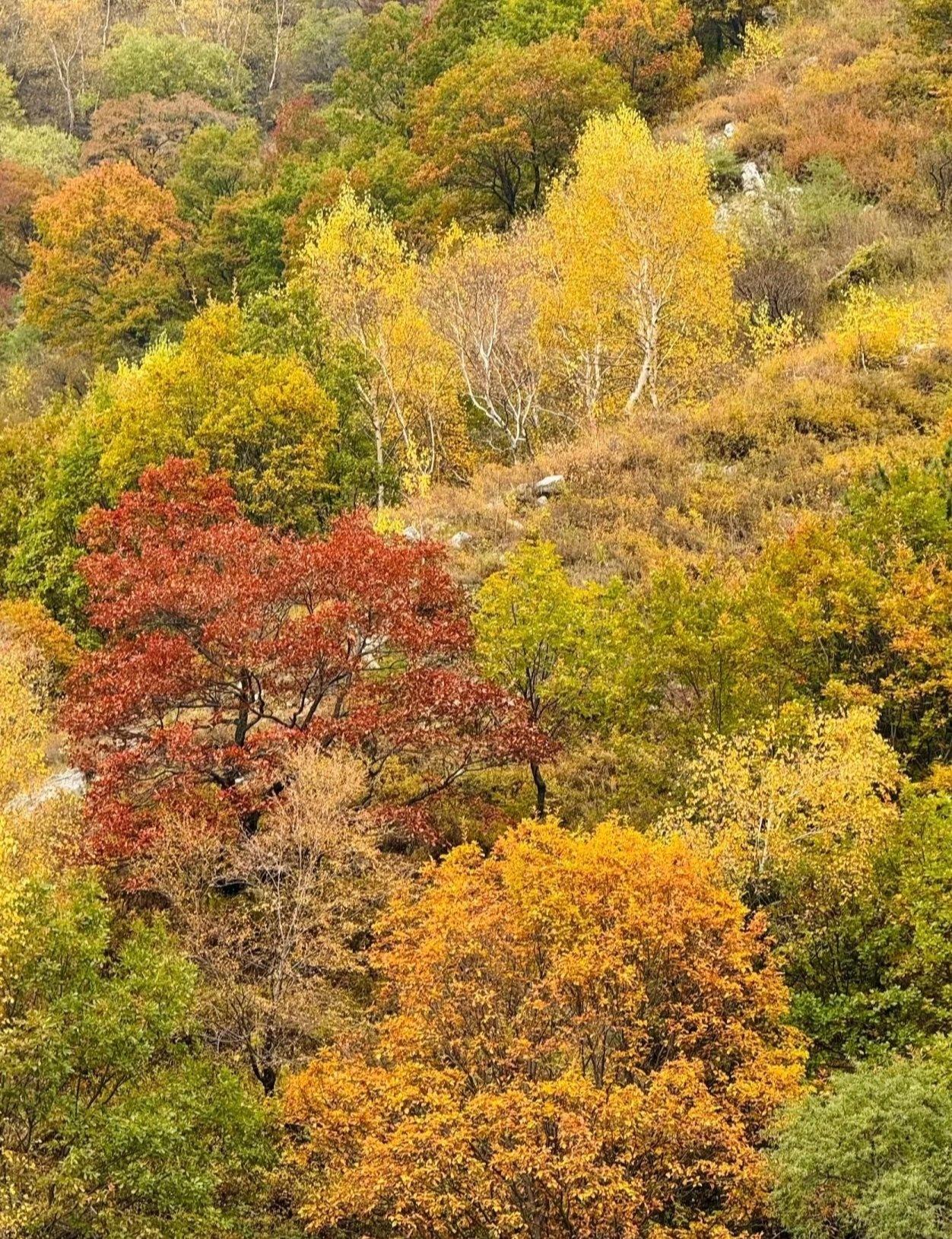 秋日限定🍁北京周边这座小五台山，藏着一片金色秘境
背包里装热茶，脚步下踏秋叶，