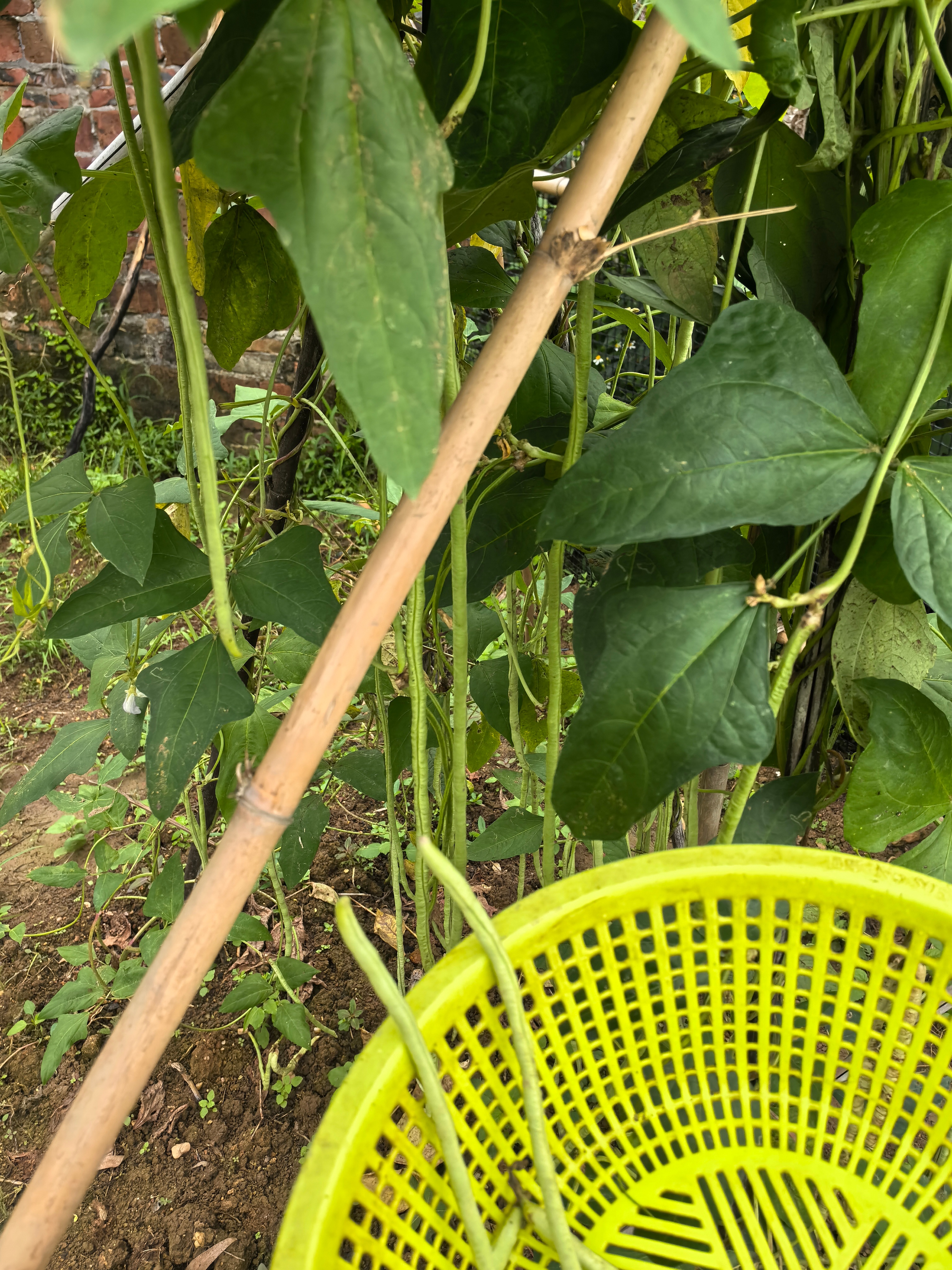 听说这是山东人的"噩梦"
